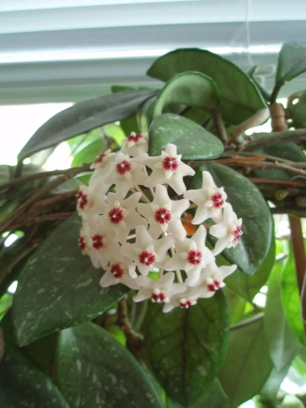 Wax Plant (Hoya Carnosa) — The flowers are particularly striking due to their central coronas, image 74