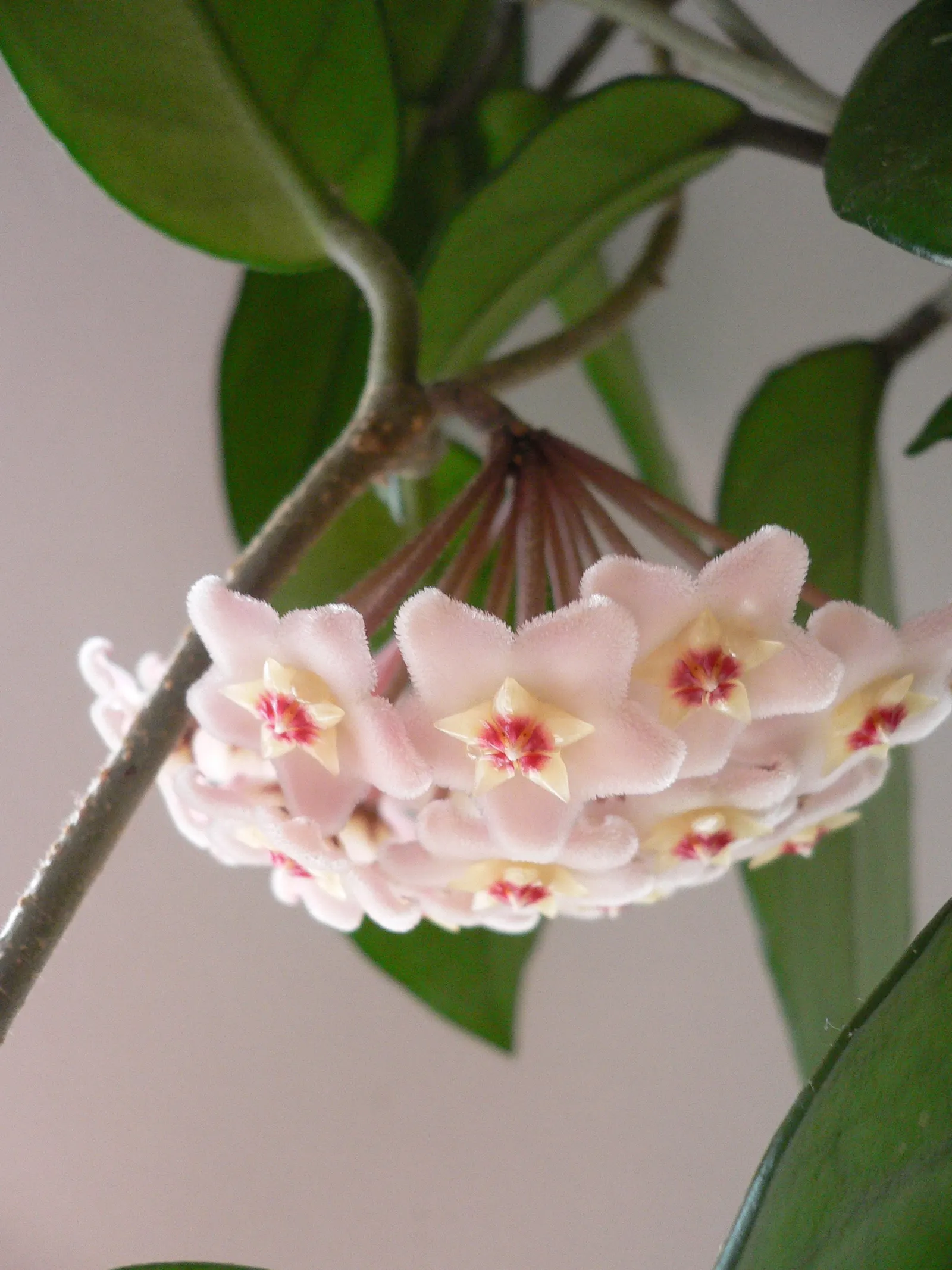 Wax Plant (Hoya Carnosa) — adding a unique texture to garden arrangements.<br><br>Renowned for its clusters of star-shaped flowers; making it an, image 72