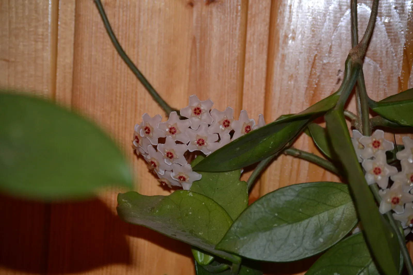 Wax Plant (Hoya Carnosa) — waxy leaves and star-shaped flowers; making it an exceptional choice for both novice and experienced gardeners