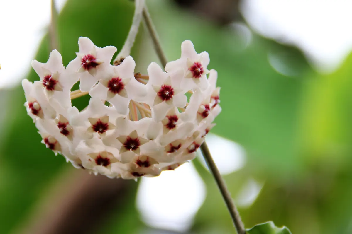 Wax Plant (Hoya Carnosa) — Its fragrant, porcelain blooms add a touch of tropical elegance to any interior or sheltered outdoor space; making it an, image 69