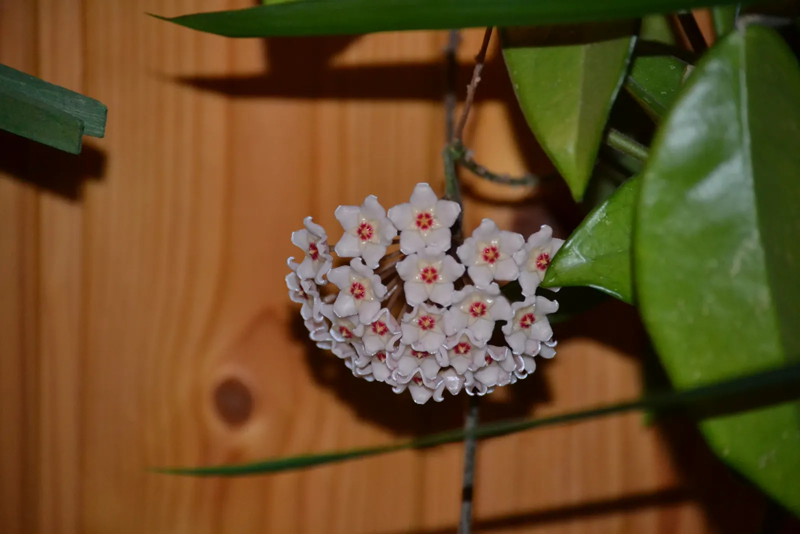 Wax Plant (Hoya Carnosa) — It thrives in well-draining soil and partial shade, requiring minimal water, image 25