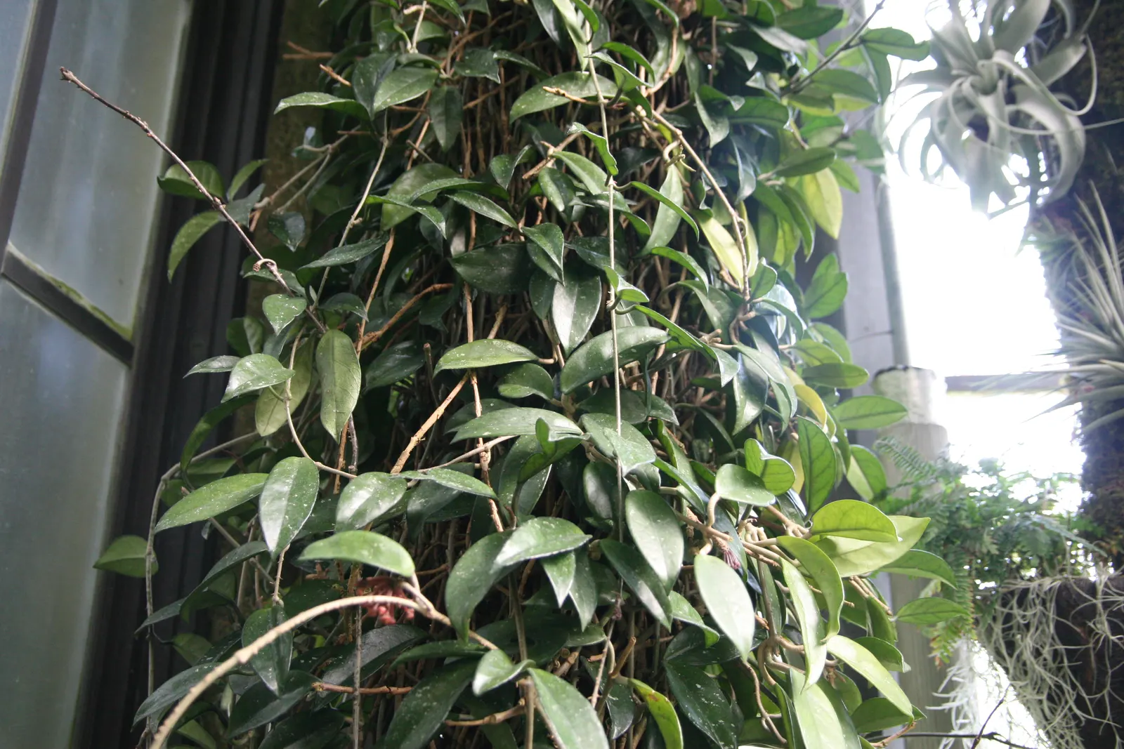 Wax Plant (Hoya Carnosa) — waxy leaves and star-shaped flowers