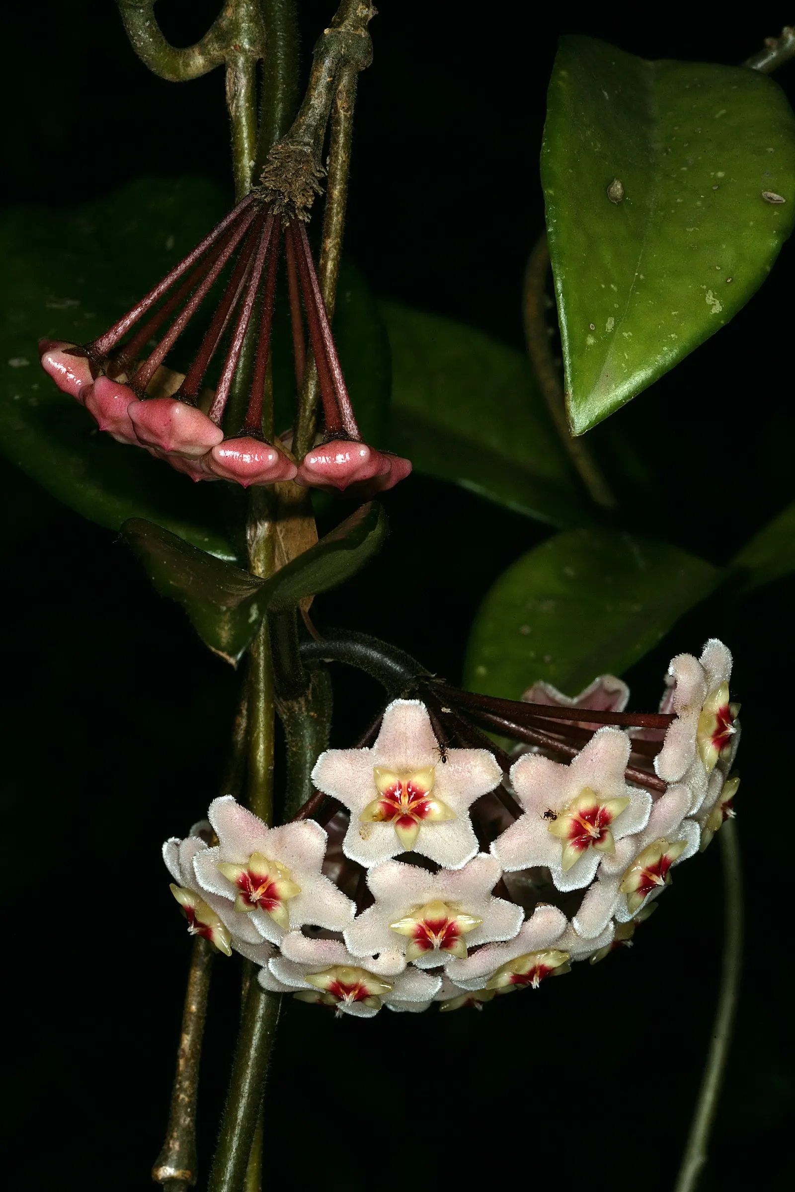 Wax Plant (Hoya Carnosa) — The flowers are particularly striking due to their central coronas
