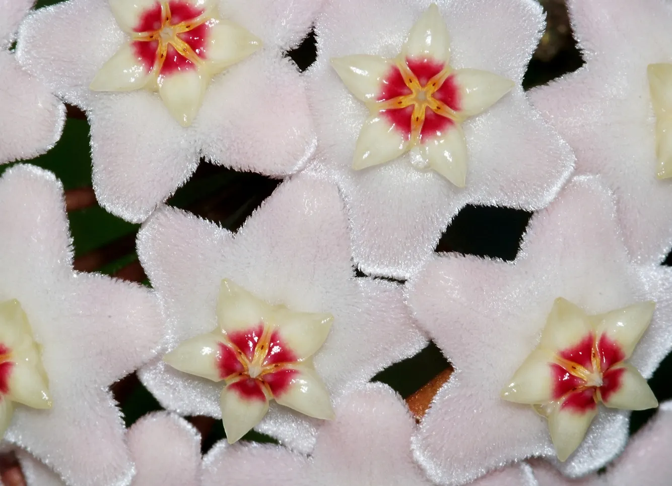 Wax Plant (Hoya Carnosa) — Optimal growth occurs in bright, indirect light with moderate humidity