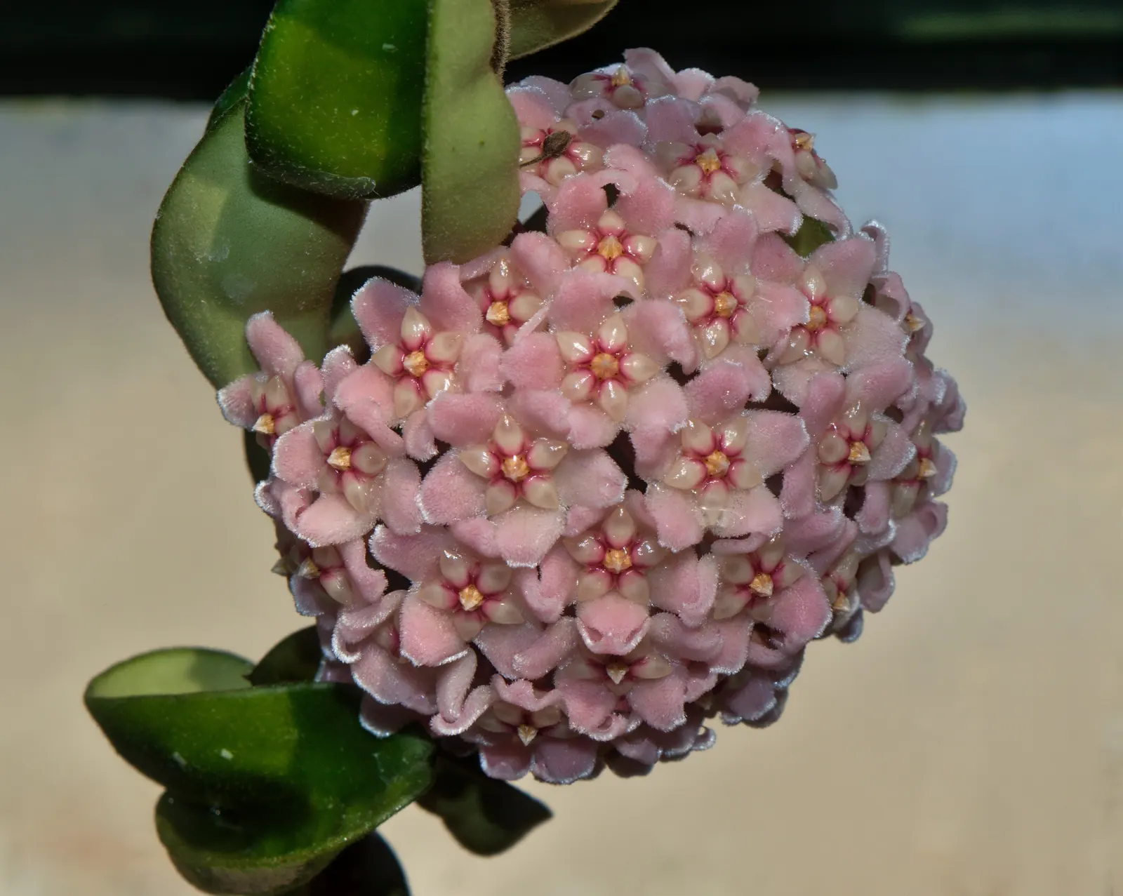 Wax Plant (Hoya Carnosa) — vine with white blooms; the flowers are particularly striking due to their central coronas, image 62
