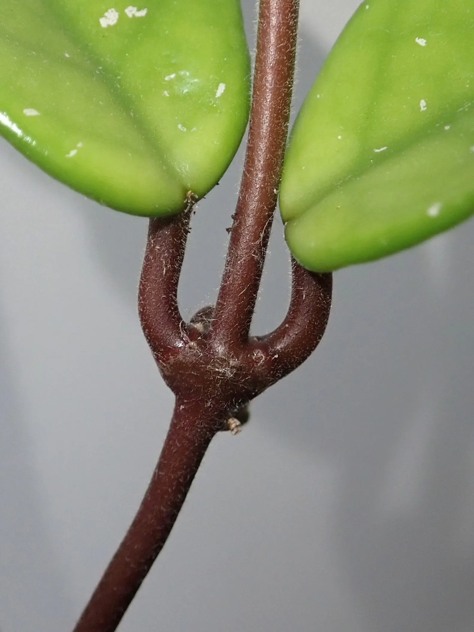 Wax Plant (Hoya Carnosa) — adding a unique texture to garden arrangements.<br><br>Renowned for its clusters of star-shaped flowers; making it an exceptional