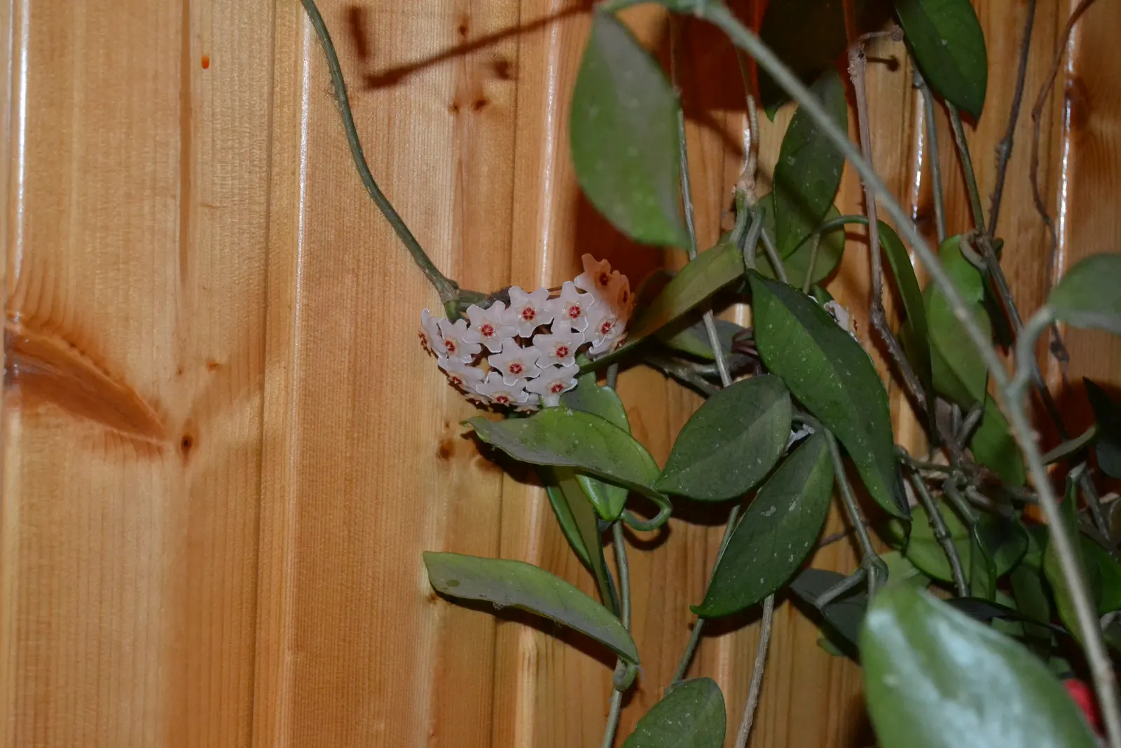 Wax Plant (Hoya Carnosa) — Hoya carnosa requires a supporting structure such as a trellis or wall to showcase its climbing habit