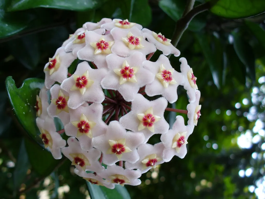 Wax Plant (Hoya Carnosa) — which are light pink or red