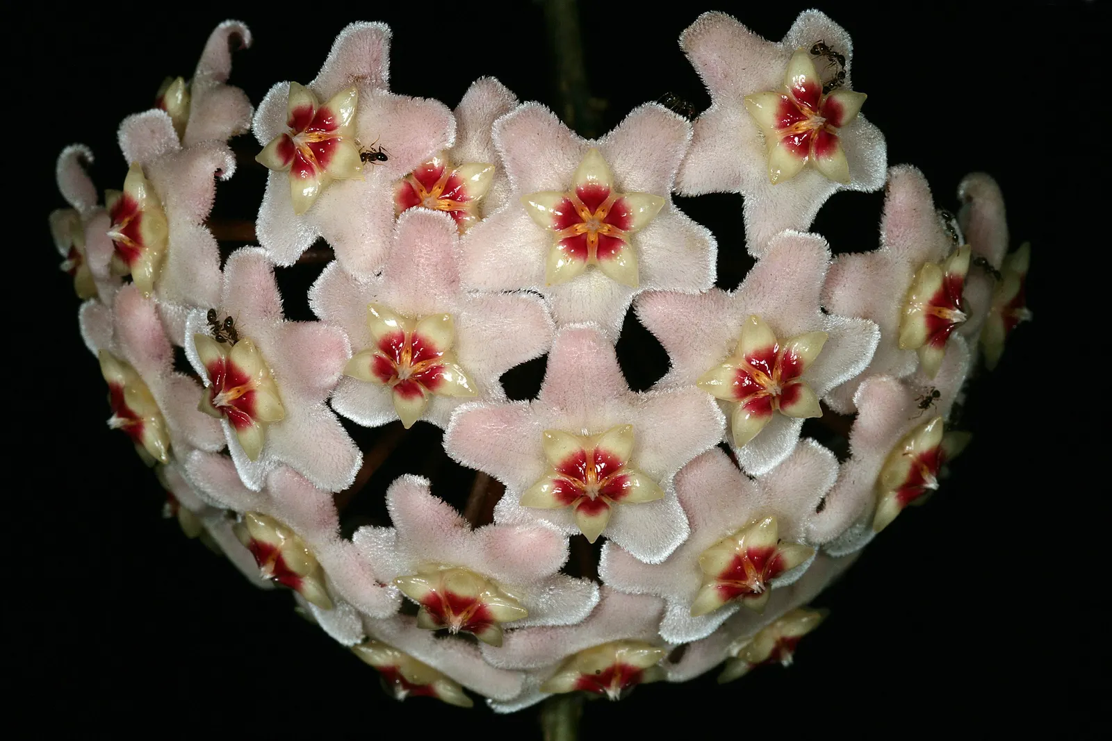 Wax Plant (Hoya Carnosa) — each approximately 0.5 to 1 inch in diameter; the flowers are particularly striking due to their central coronas, image 56