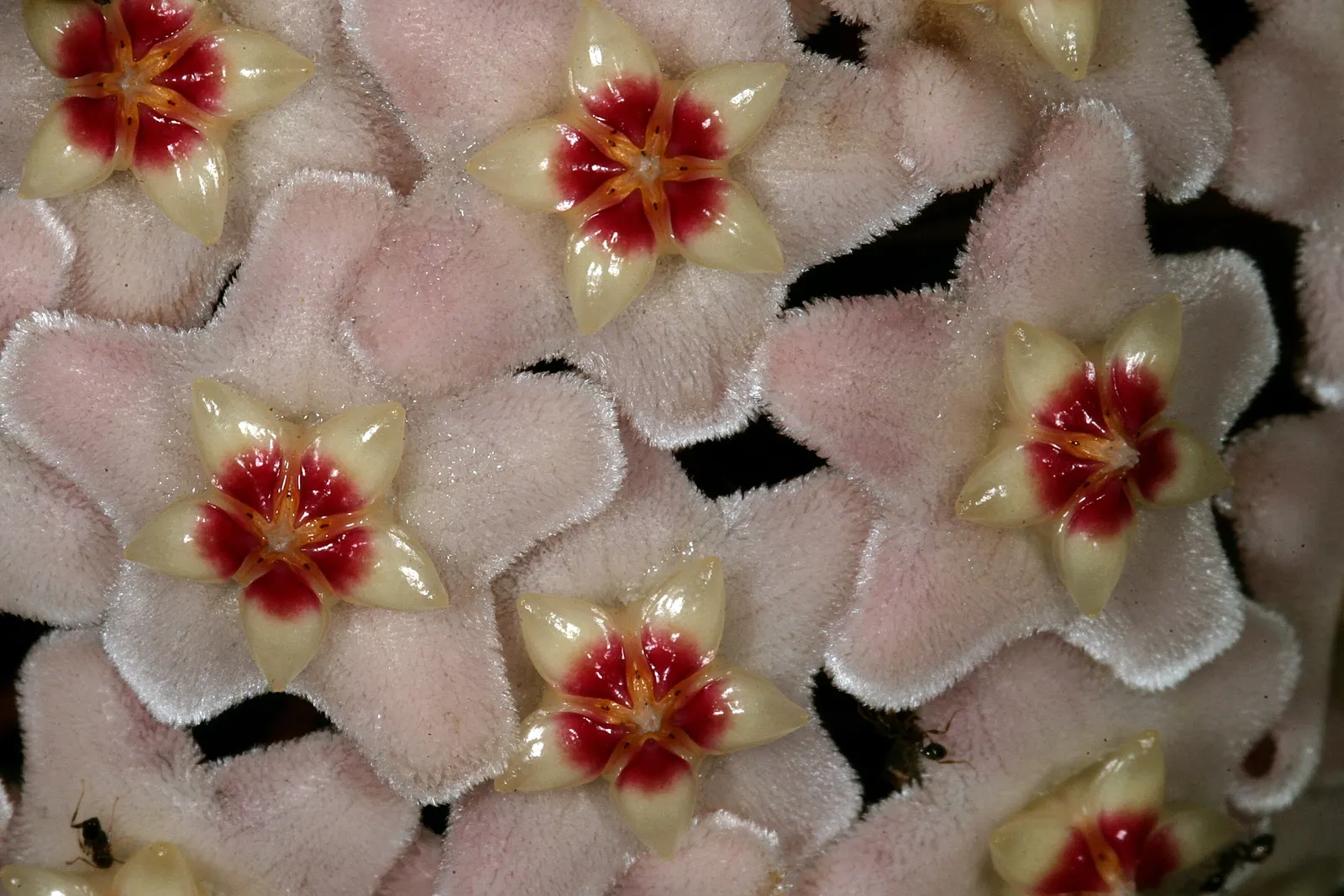 Wax Plant (Hoya Carnosa) — each approximately 0.5 to 1 inch in diameter