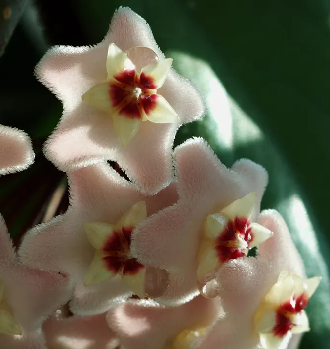 Wax Plant (Hoya Carnosa) — This evergreen perennials vine boasts leathery, dark green foliage that can grow to lengths of up to 10 feet; it thrives, image 49
