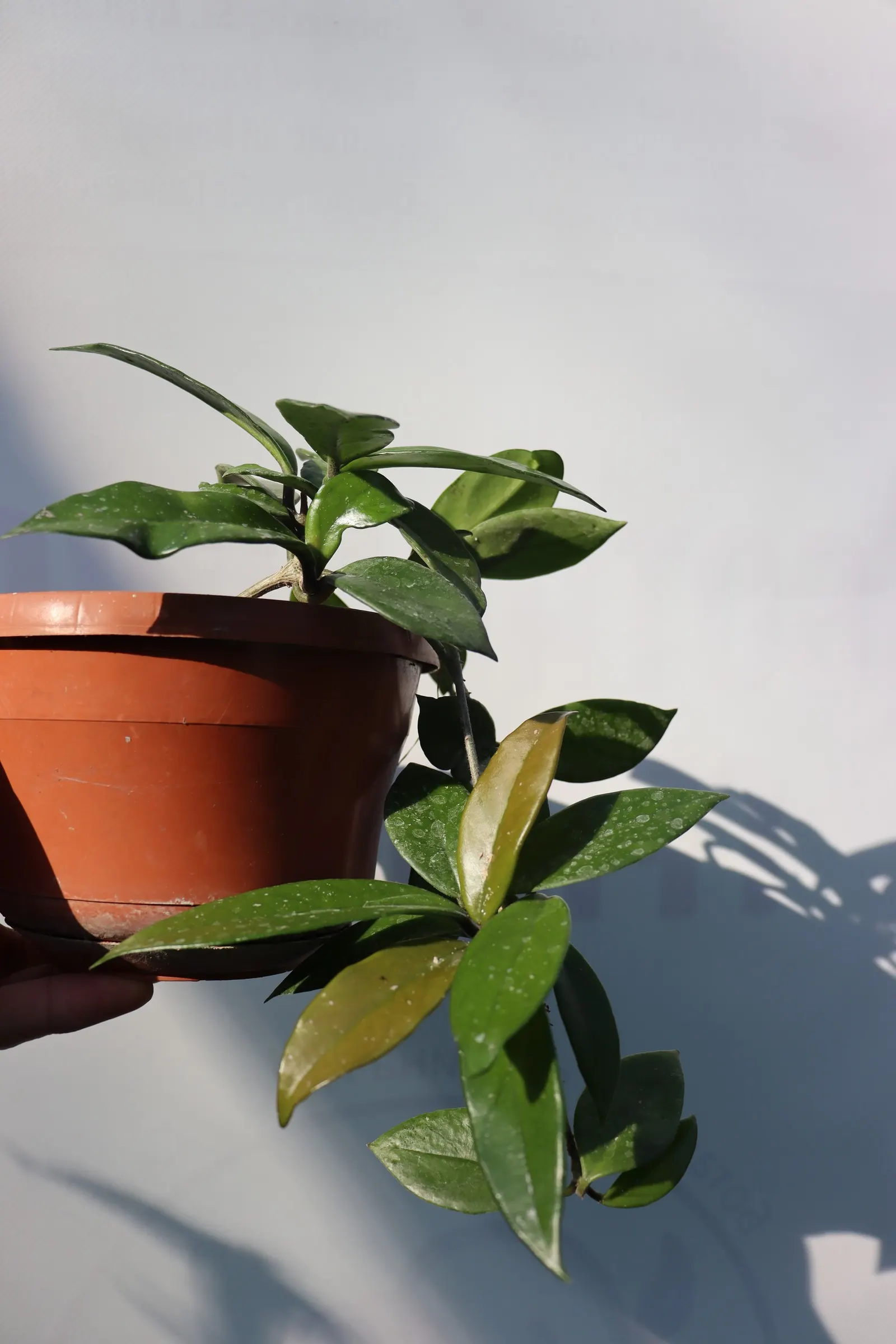 Wax Plant (Hoya Carnosa) — making it an exceptional choice for both novice and experienced gardeners, image 81