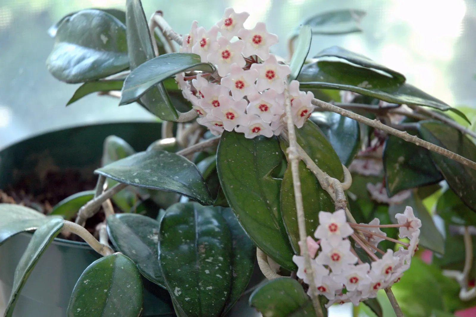 Wax Plant (Hoya Carnosa) — commonly known as Wax Plant