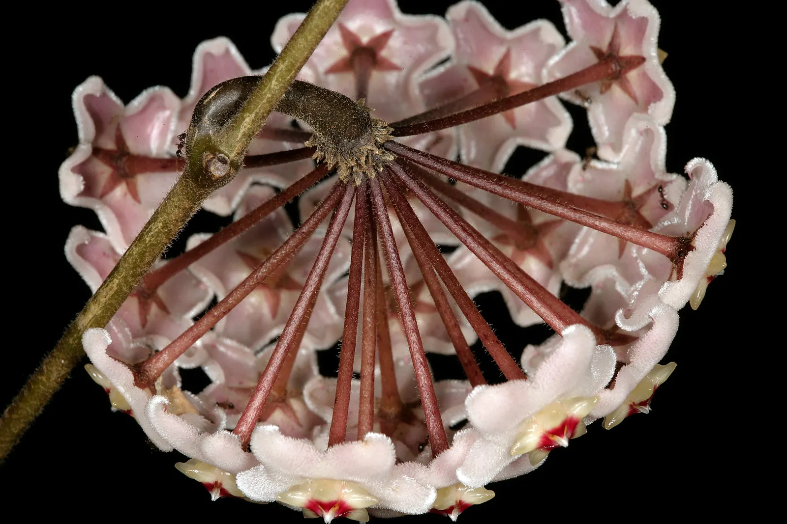 Wax Plant (Hoya Carnosa) — which are light pink or red; making it an exceptional choice for both novice and experienced gardeners