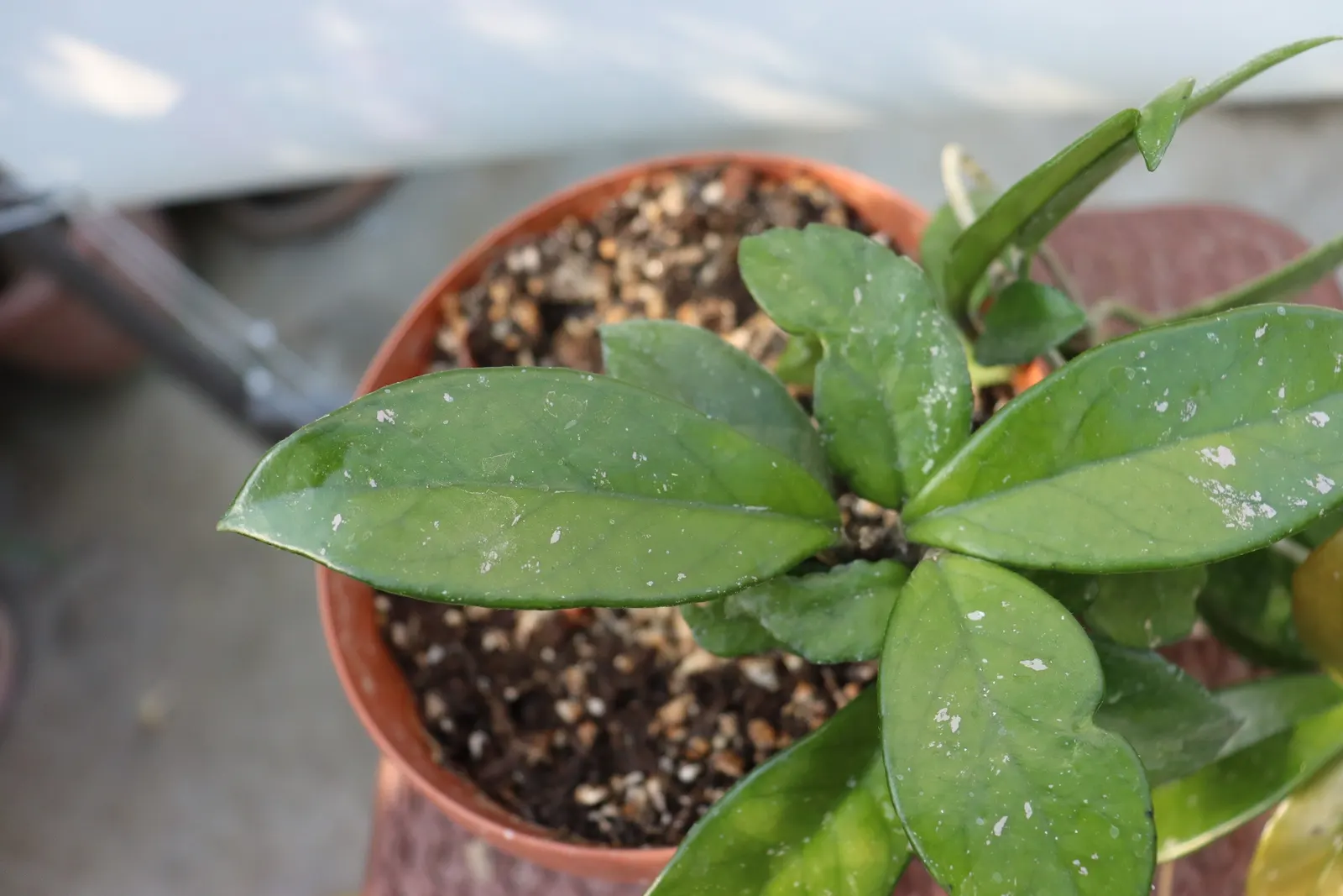 Wax Plant (Hoya Carnosa) — contrasting beautifully against the creamy petals; it thrives in well-draining soil and partial shade, requiring minimal, image 76