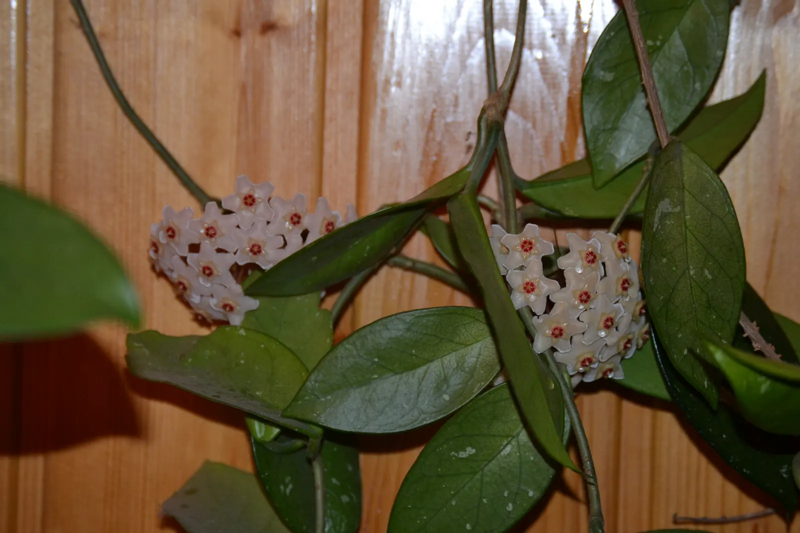Wax Plant (Hoya Carnosa) — making it an exceptional choice for both novice and experienced gardeners, image 60
