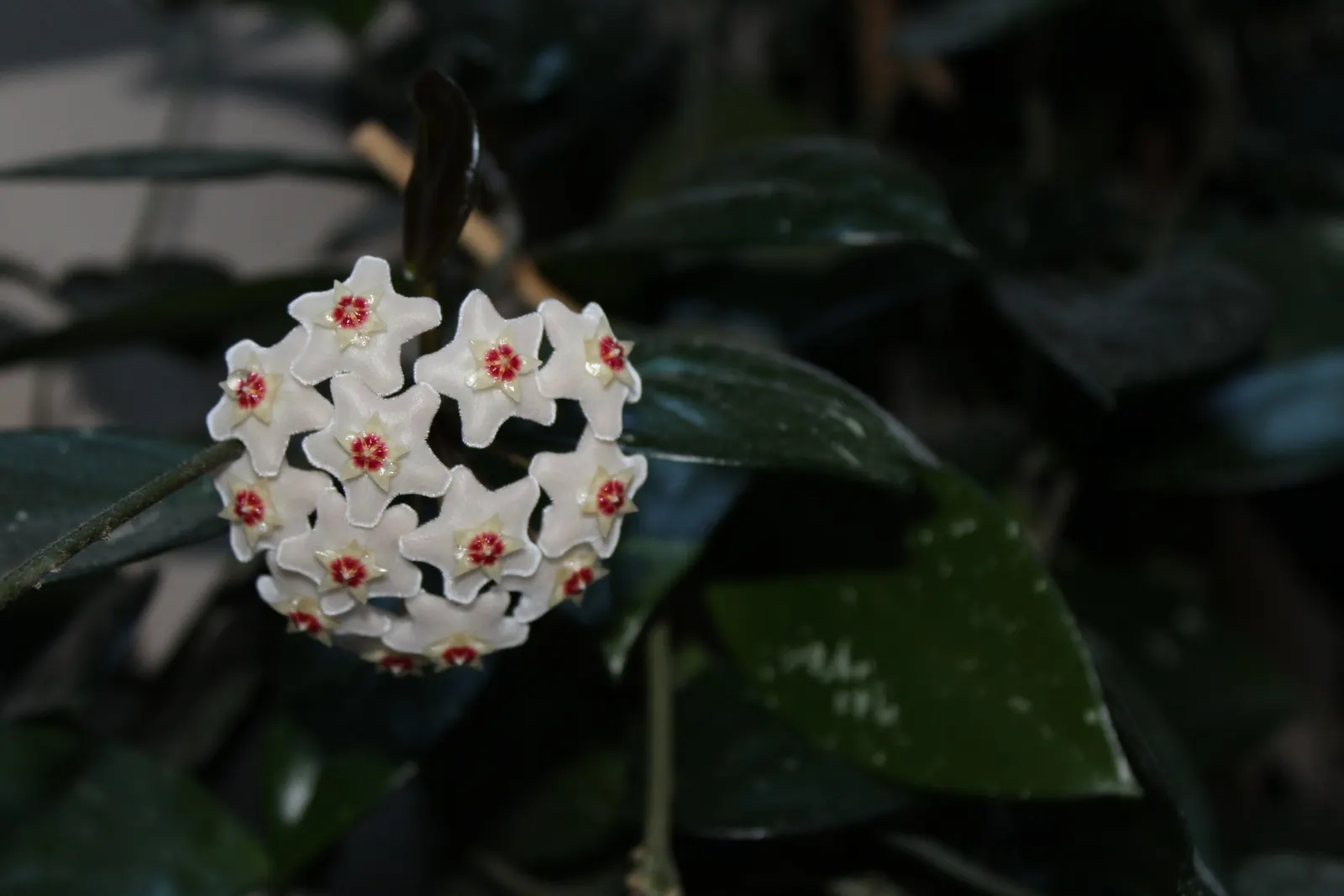 Wax Plant (Hoya Carnosa) — typically measuring around 3 inches in length; the flowers are particularly striking due to their central coronas