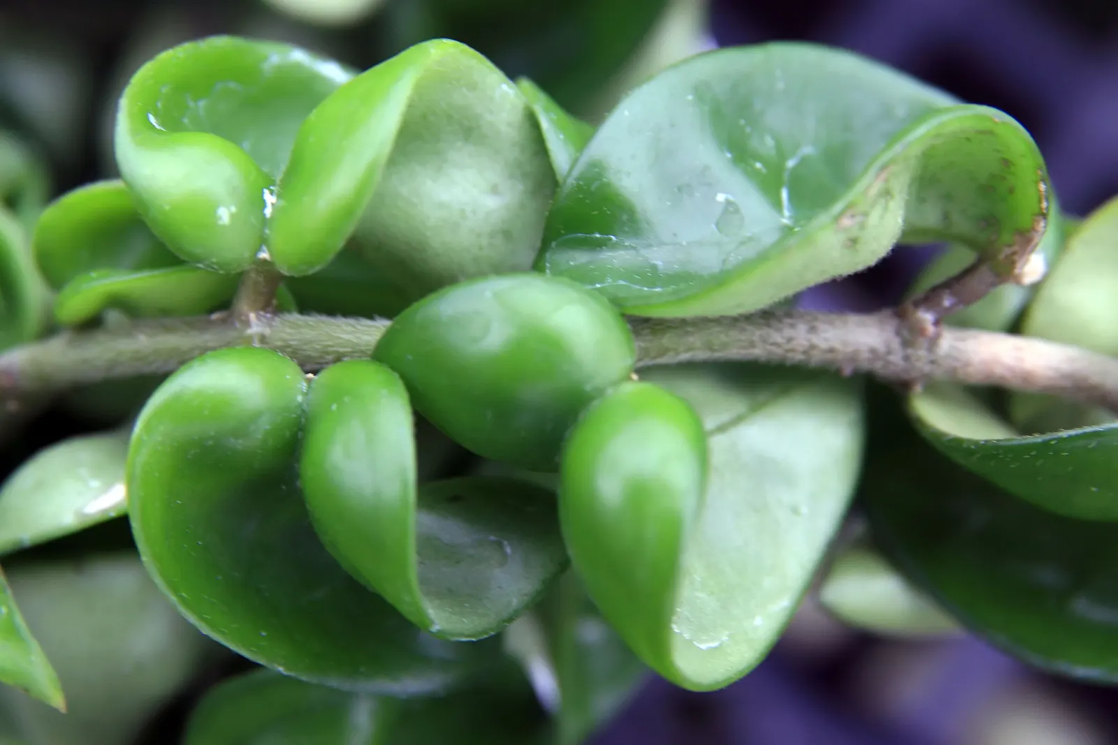 Wax Plant (Hoya Carnosa) — vine for shade; making it an exceptional choice for both novice and experienced gardeners