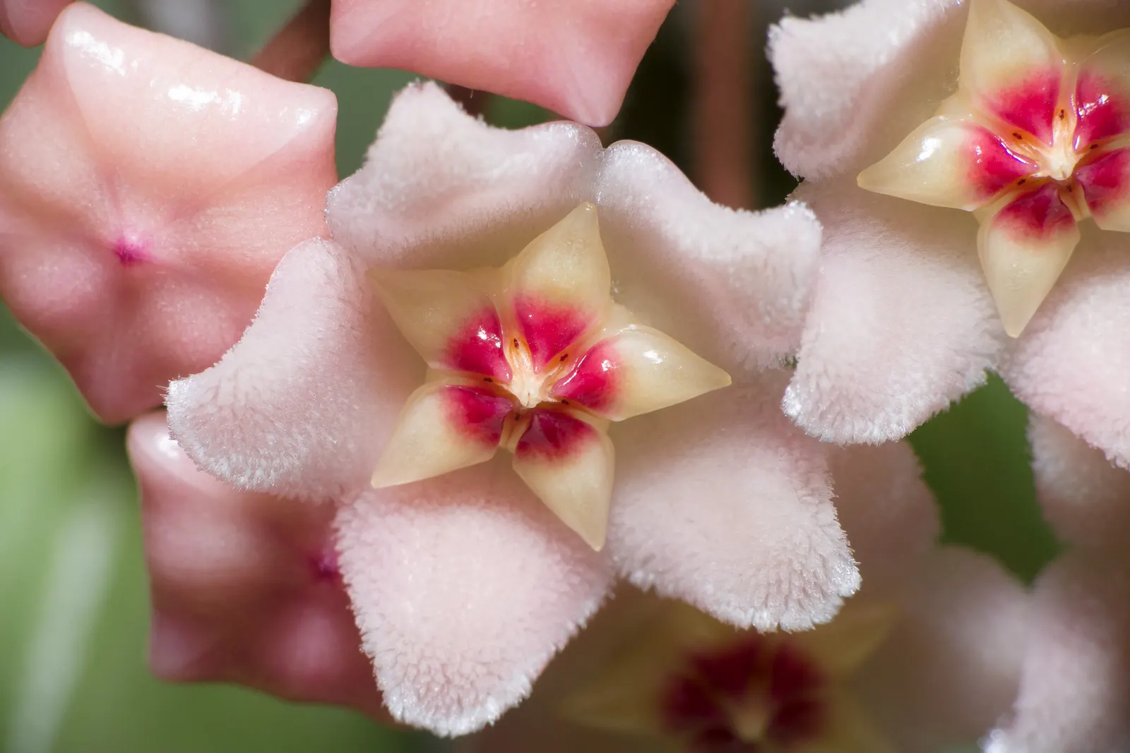 Wax Plant (Hoya Carnosa) — is an evergreen perennial with succulent qualities; the flowers are particularly striking due to their central coronas, image 44