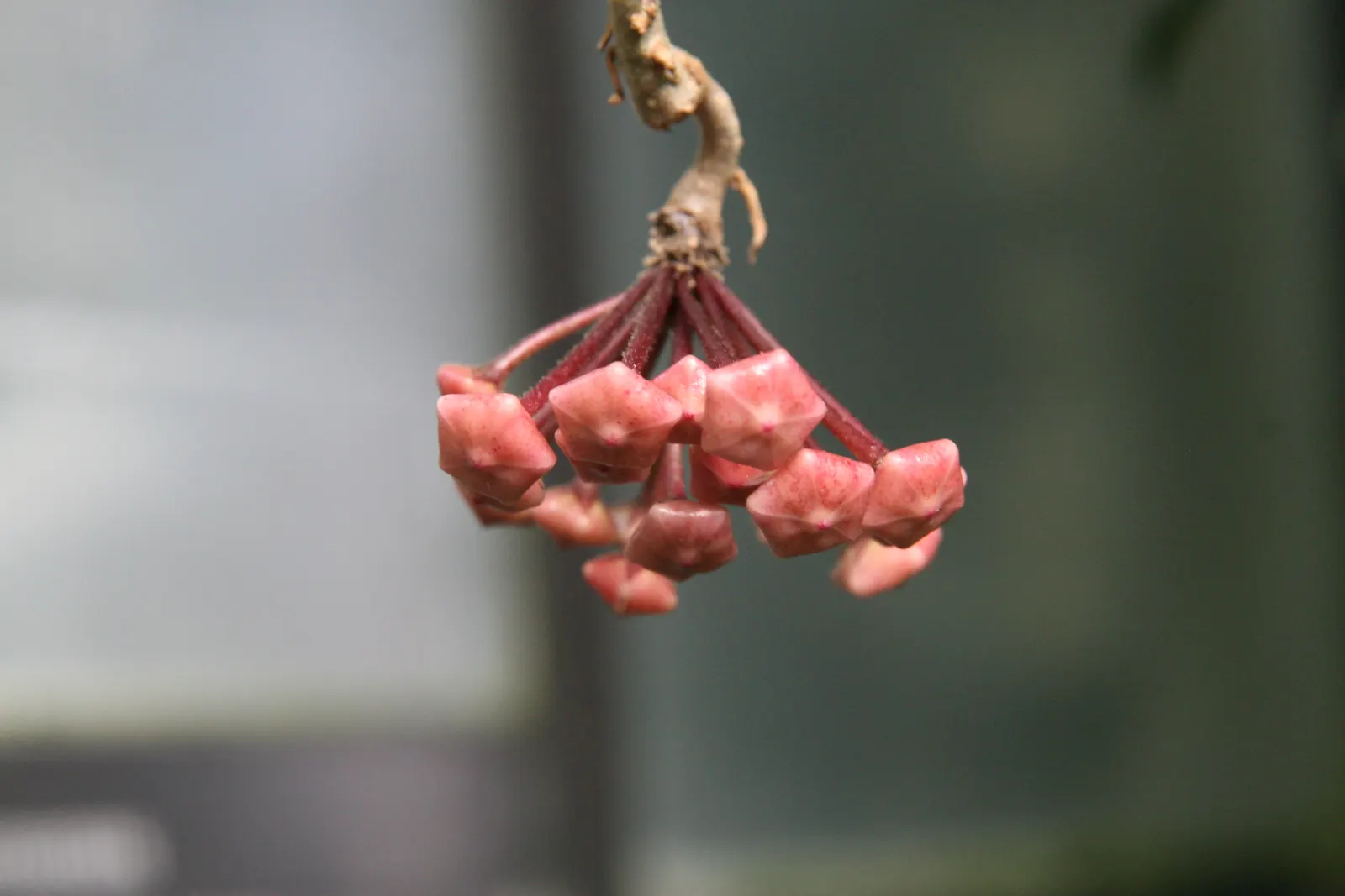 Wax Plant (Hoya Carnosa) — is an evergreen perennial with succulent qualities; the flowers are particularly striking due to their central coronas