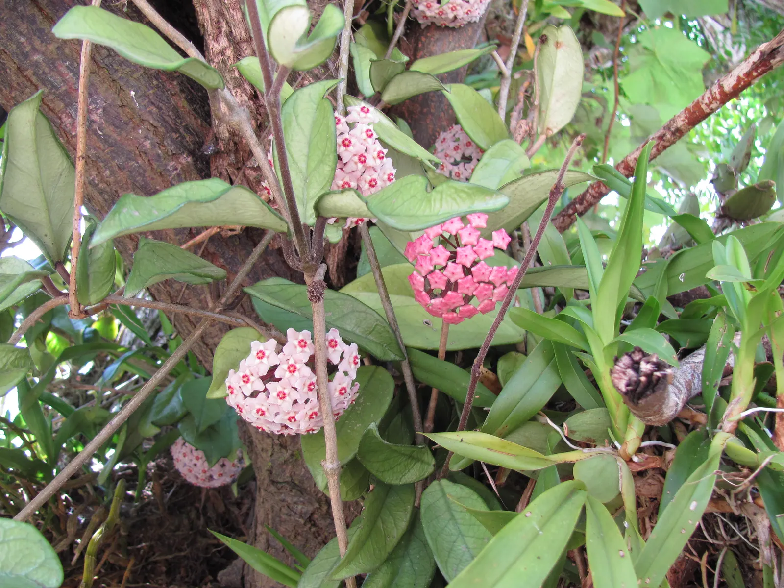 Wax Plant (Hoya Carnosa) — When mature, it can reach up to 3-6 feet in length, making it an ideal choice for trellises or hanging baskets; the, image 47