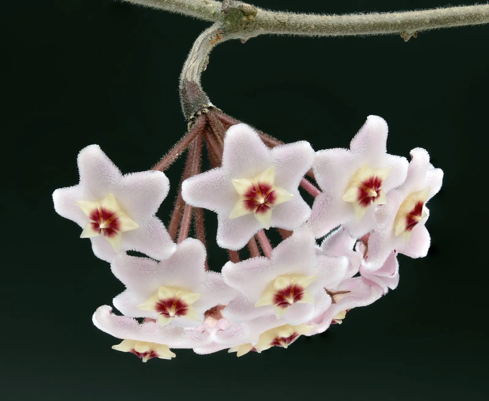 Wax Plant (Hoya Carnosa) — It thrives in well-draining soil and partial shade, requiring minimal water, image 46
