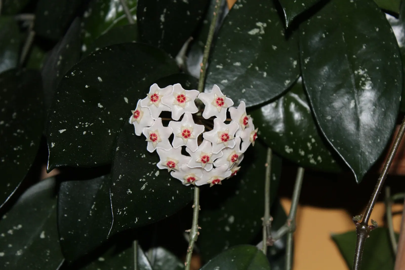 Wax Plant (Hoya Carnosa) — the Wax Plant produces delicate blooms with a pearly luster and often a subtle; it thrives in well-draining soil and, image 52