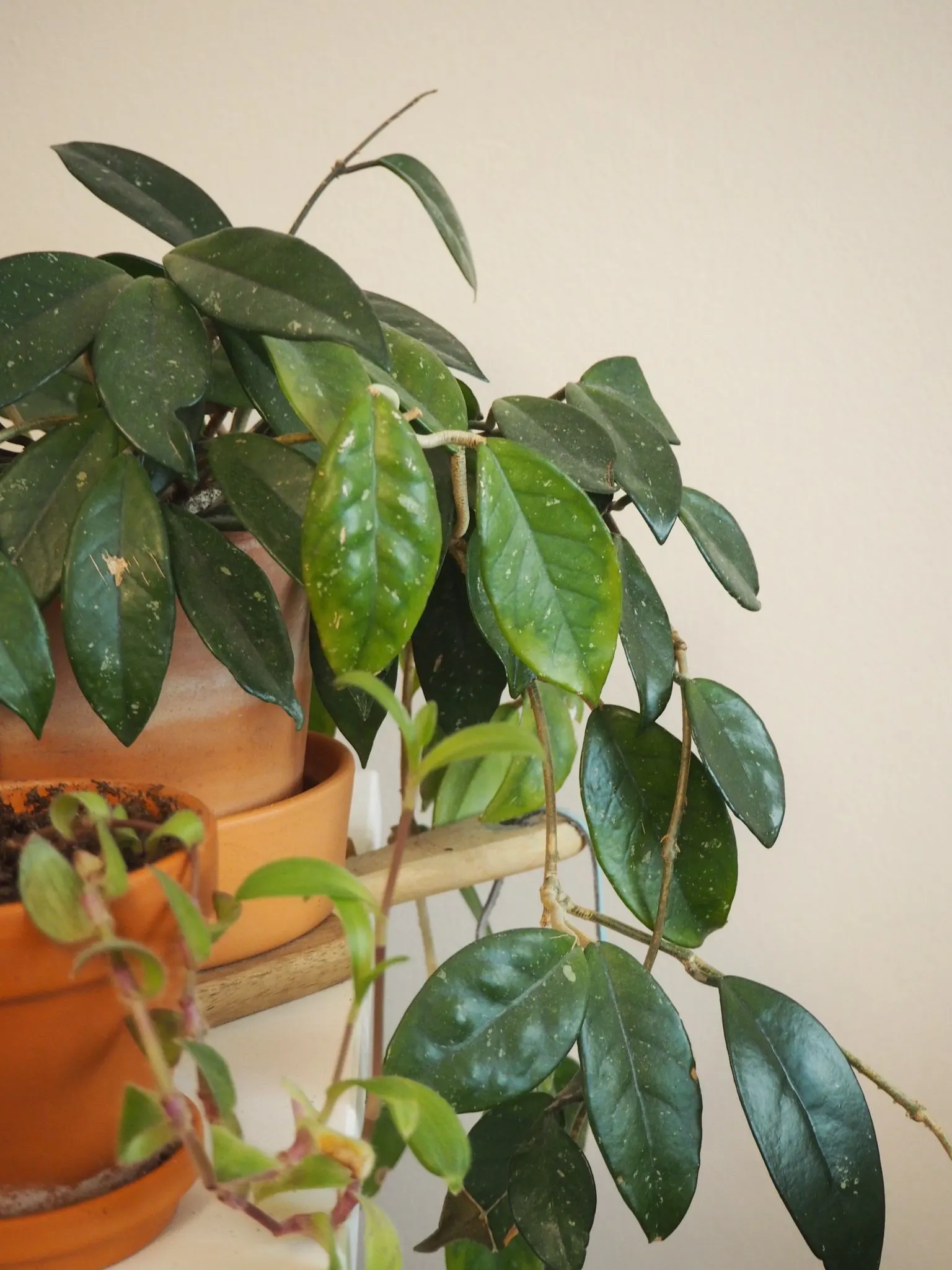 Wax Plant (Hoya Carnosa) — Hoya carnosa requires a supporting structure such as a trellis or wall to showcase its climbing habit; making it an, image 57