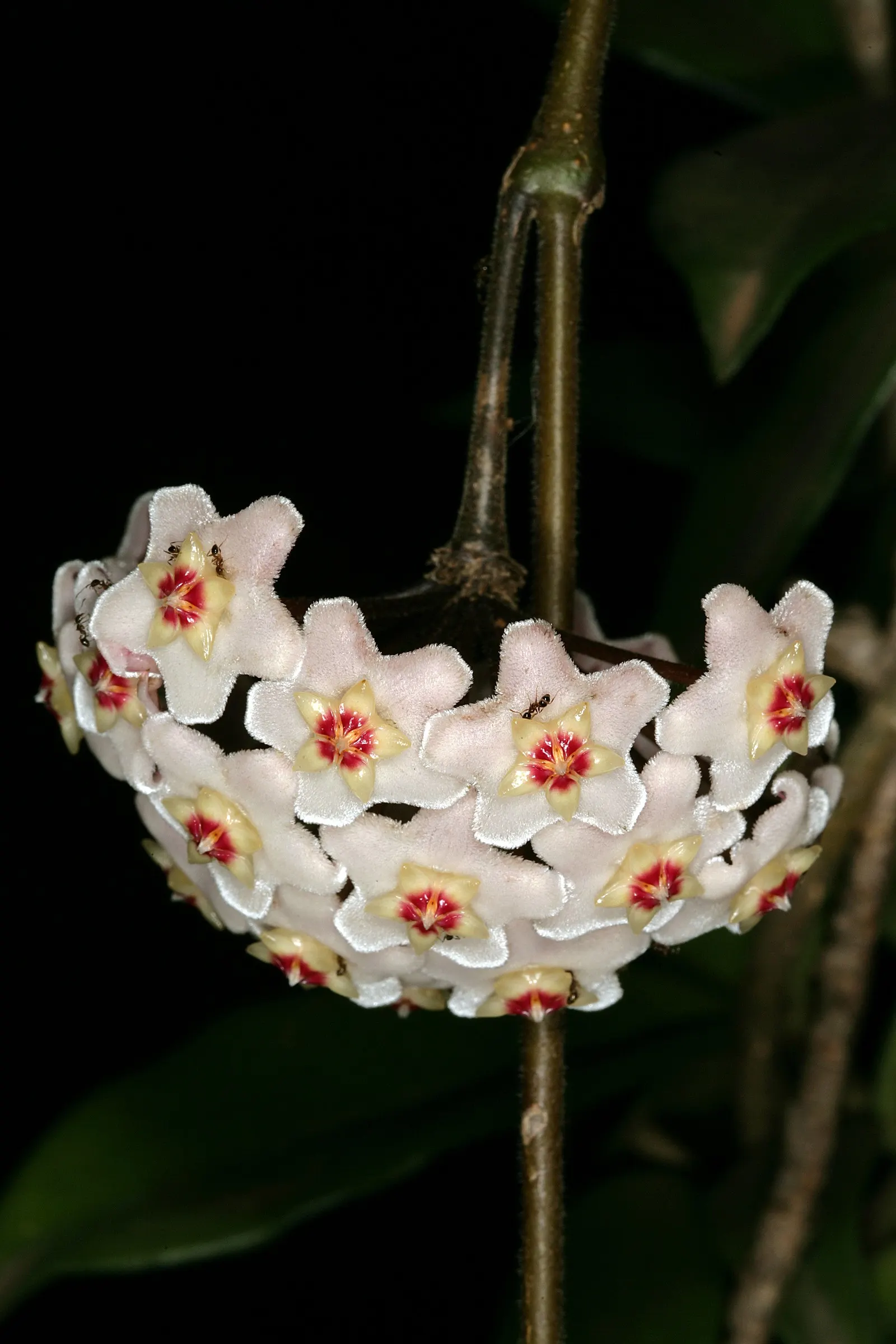 Wax Plant (Hoya Carnosa) — The flowers are particularly striking due to their central coronas, image 32