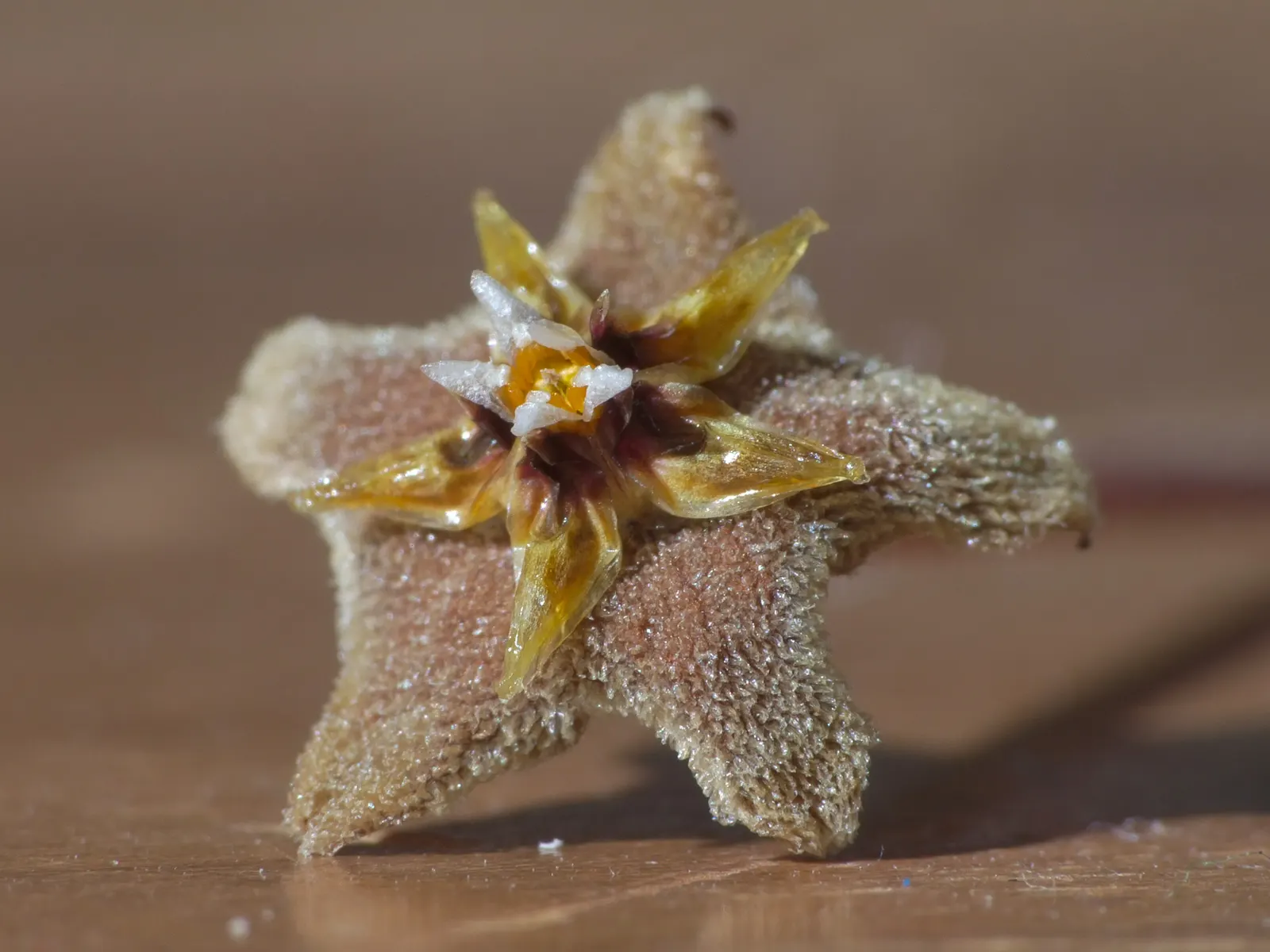 Wax Plant (Hoya Carnosa) — typically measuring around 3 inches in length; the flowers are particularly striking due to their central coronas, image 71