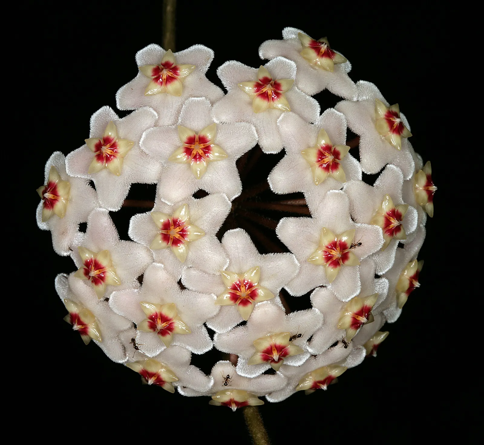 Wax Plant (Hoya Carnosa) — Optimal growth occurs in bright, indirect light with moderate humidity; it thrives in well-draining soil and partial, image 79