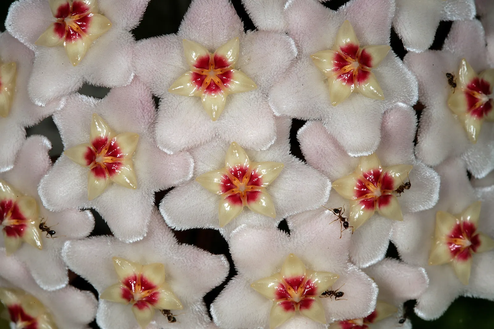 Wax Plant (Hoya Carnosa) — white flowers in the garden; it thrives in well-draining soil and partial shade, requiring minimal water, image 61