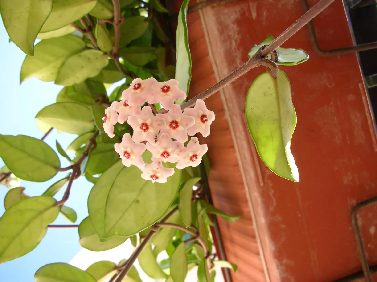 Wax Plant (Hoya Carnosa) — Its fragrant, porcelain blooms add a touch of tropical elegance to any interior or sheltered outdoor space