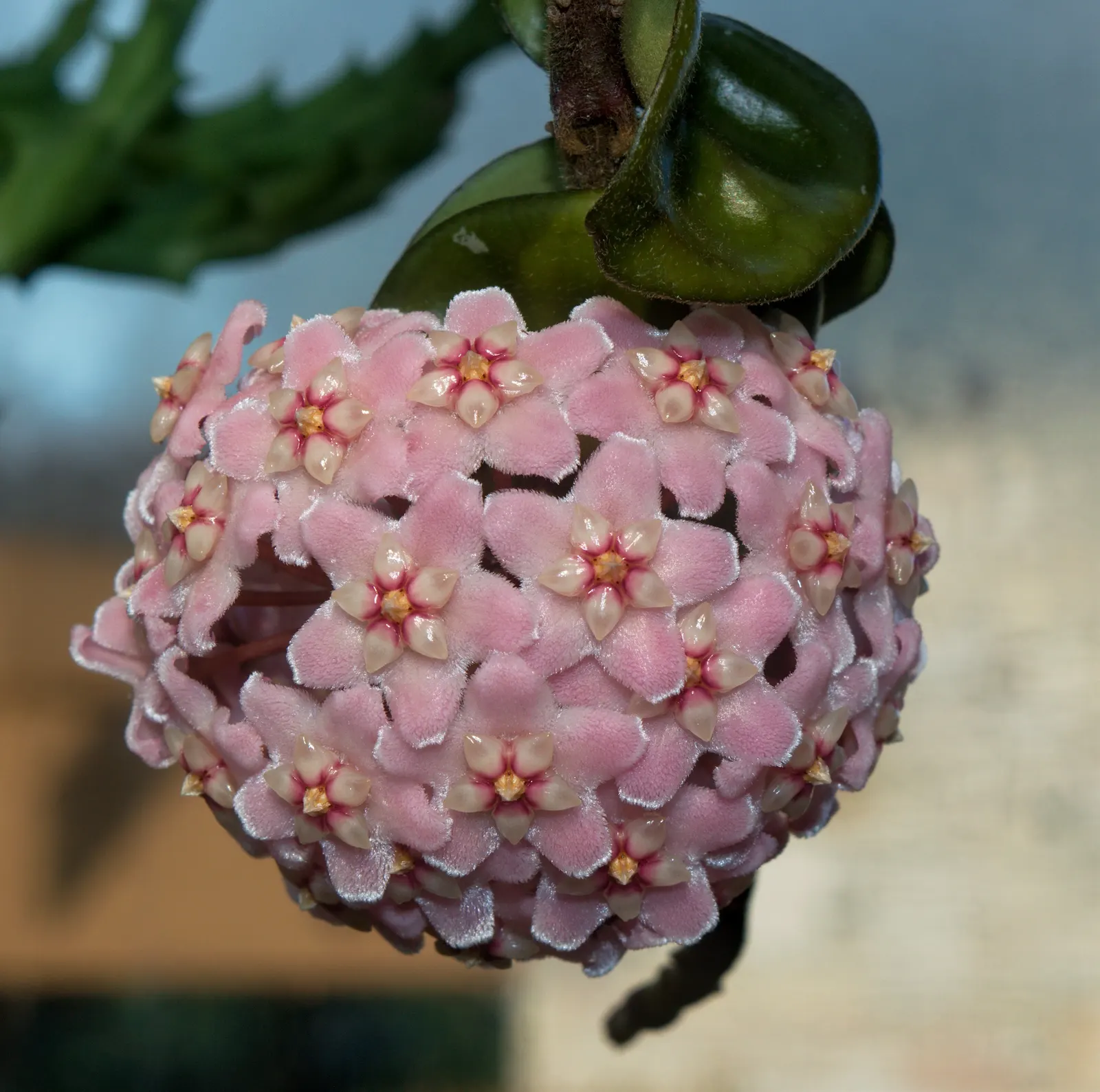 Wax Plant (Hoya Carnosa) — which are light pink or red; making it an exceptional choice for both novice and experienced gardeners, image 54