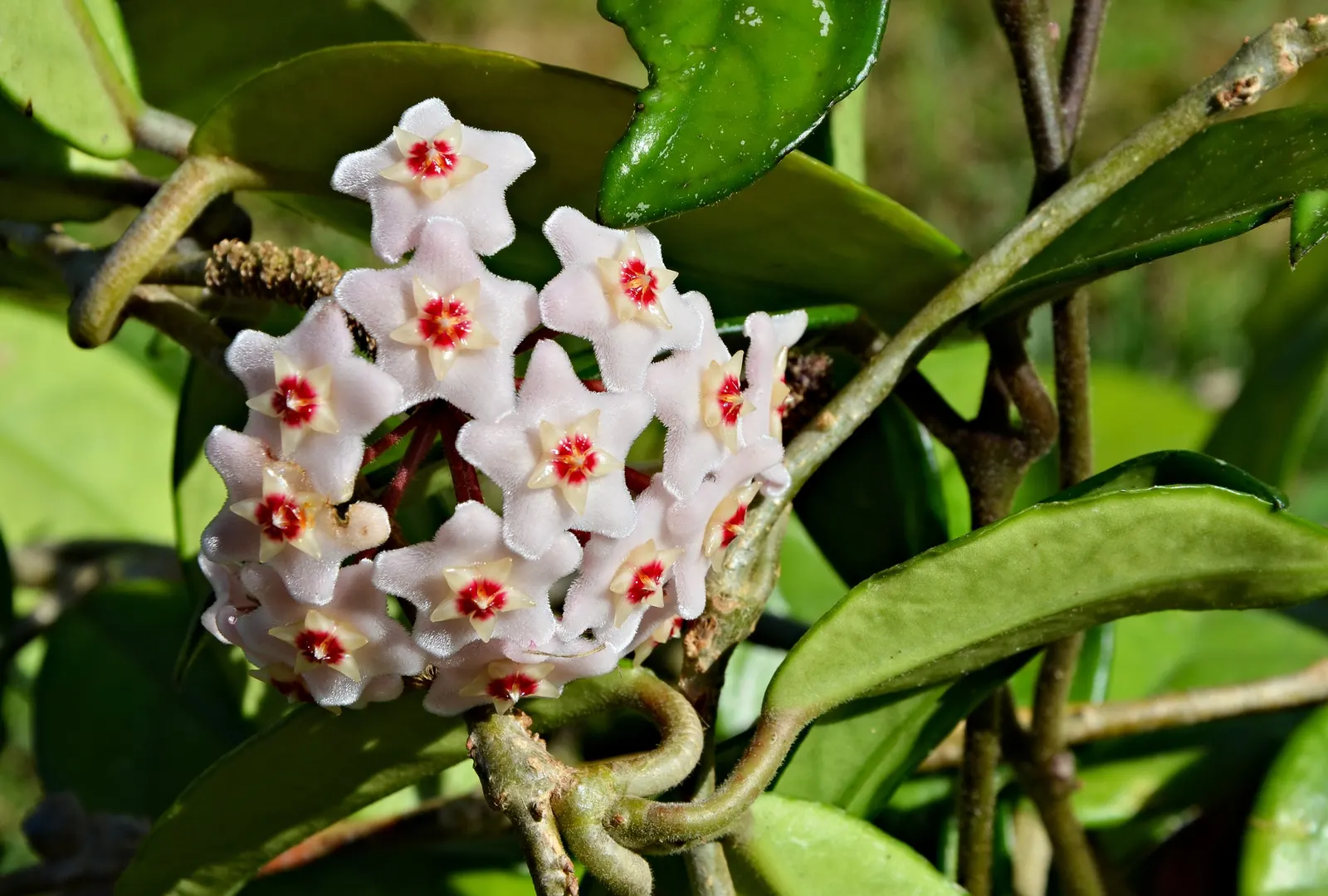 Wax Plant (Hoya Carnosa) — white flowers in the garden; it thrives in well-draining soil and partial shade, requiring minimal water