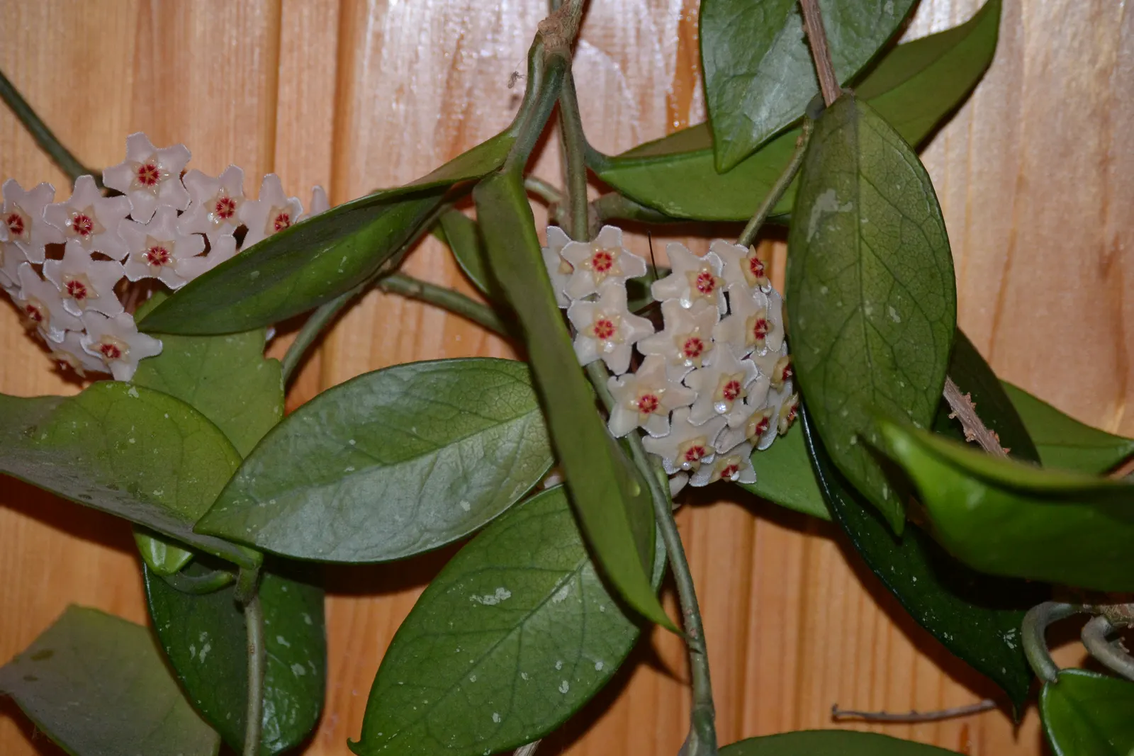 Wax Plant (Hoya Carnosa) — the Wax Plant produces delicate blooms with a pearly luster and often a subtle