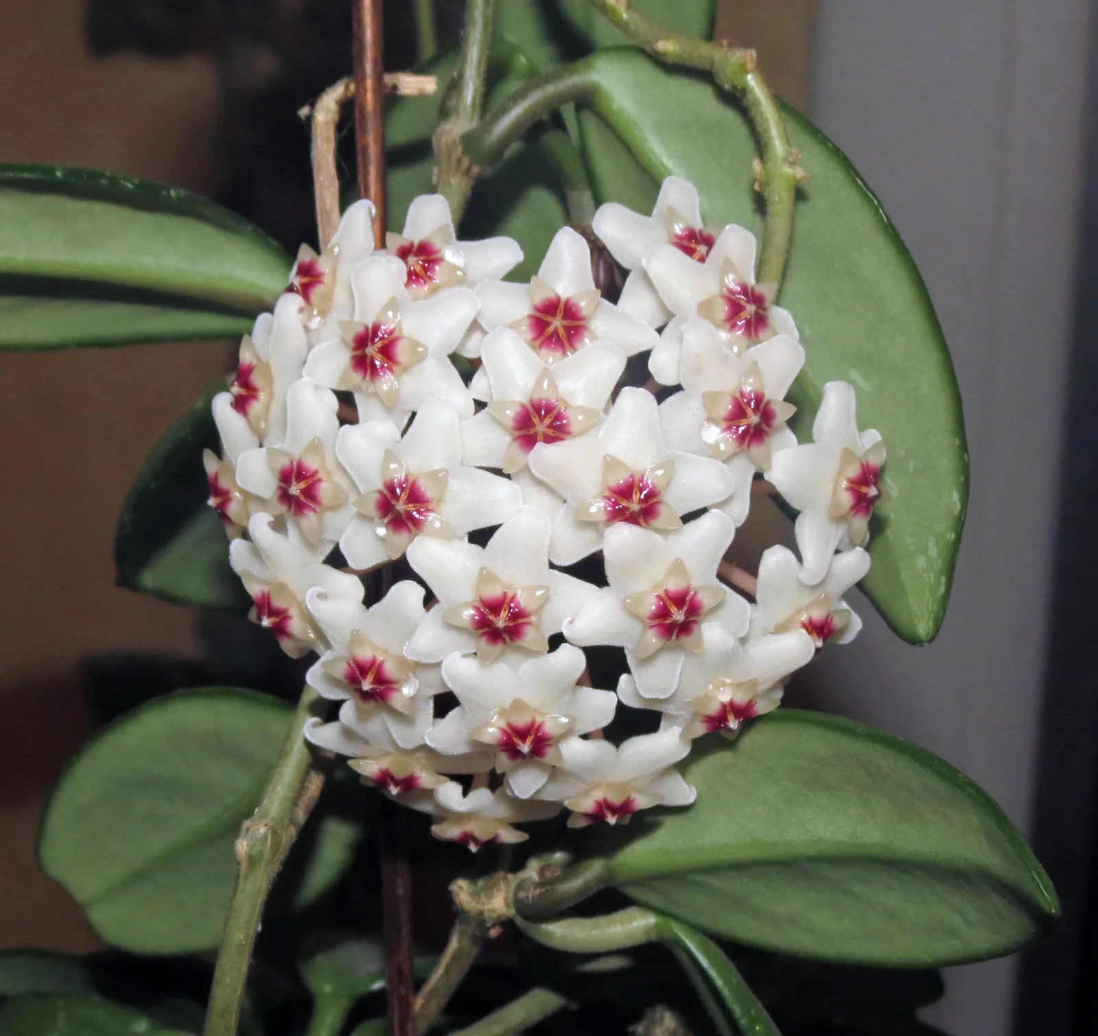 Wax Plant (Hoya Carnosa) — Optimal growth occurs in bright, indirect light with moderate humidity; it thrives in well-draining soil and partial, image 58