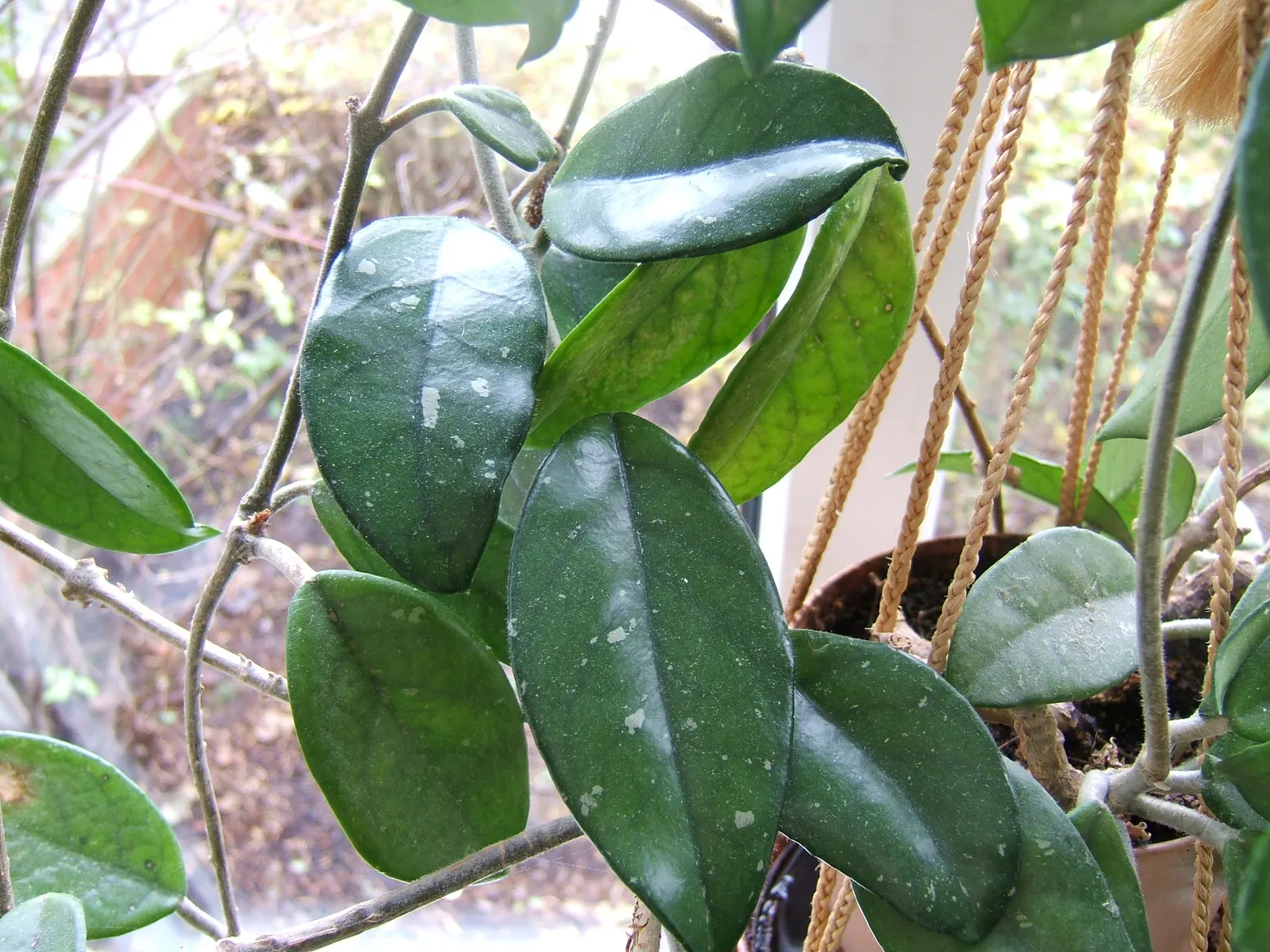Wax Plant (Hoya Carnosa) — This plant prefers well-draining soil and to be kept on the drier side; the flowers are particularly striking due to, image 80