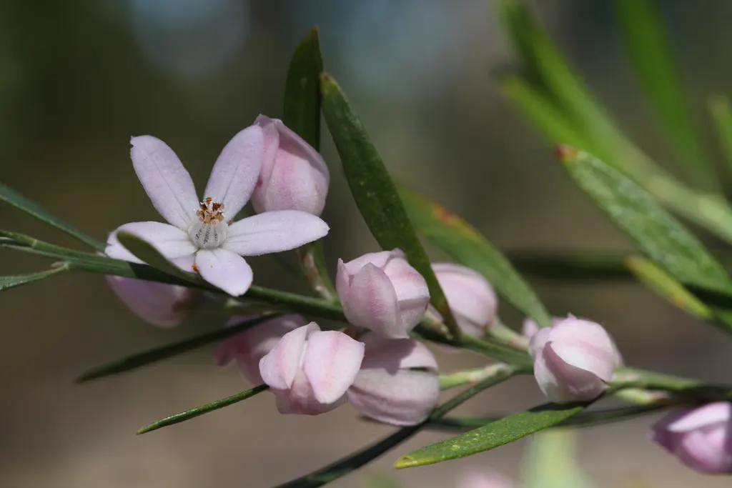 Wax Plant (Hoya Carnosa) — adding a unique texture to garden arrangements.<br><br>Renowned for its clusters of star-shaped flowers; making it an, image 51