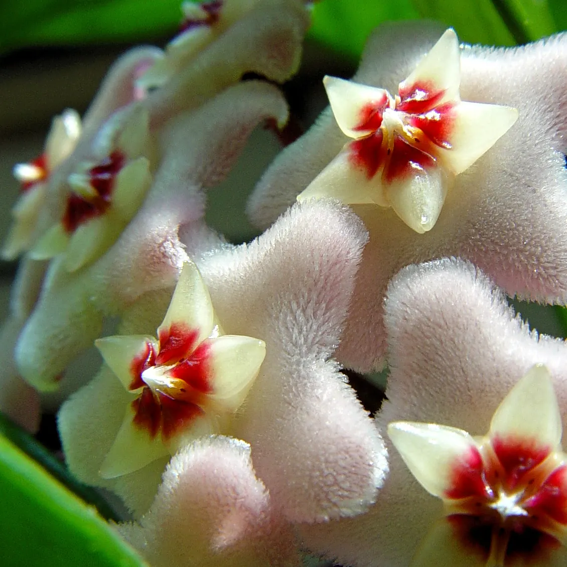 Wax Plant (Hoya Carnosa) — vine for shade; making it an exceptional choice for both novice and experienced gardeners, image 63