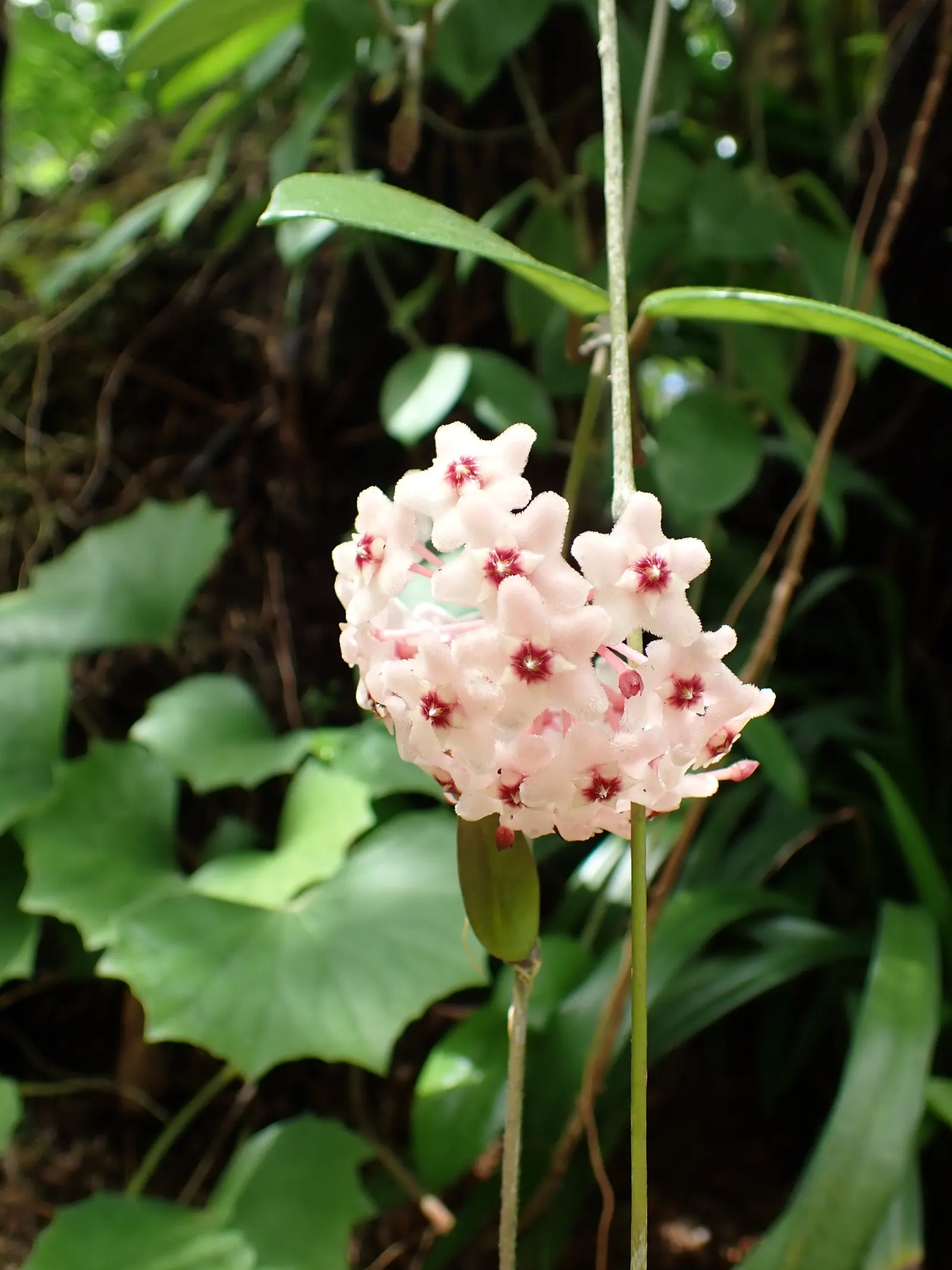 Wax Plant (Hoya Carnosa) — typically measuring around 3 inches in length; the flowers are particularly striking due to their central coronas, image 50