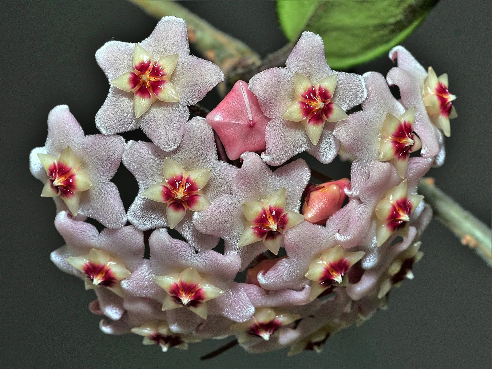 Wax Plant (Hoya Carnosa) — the Wax Plant produces delicate blooms with a pearly luster and often a subtle; it thrives in well-draining soil and partial shade