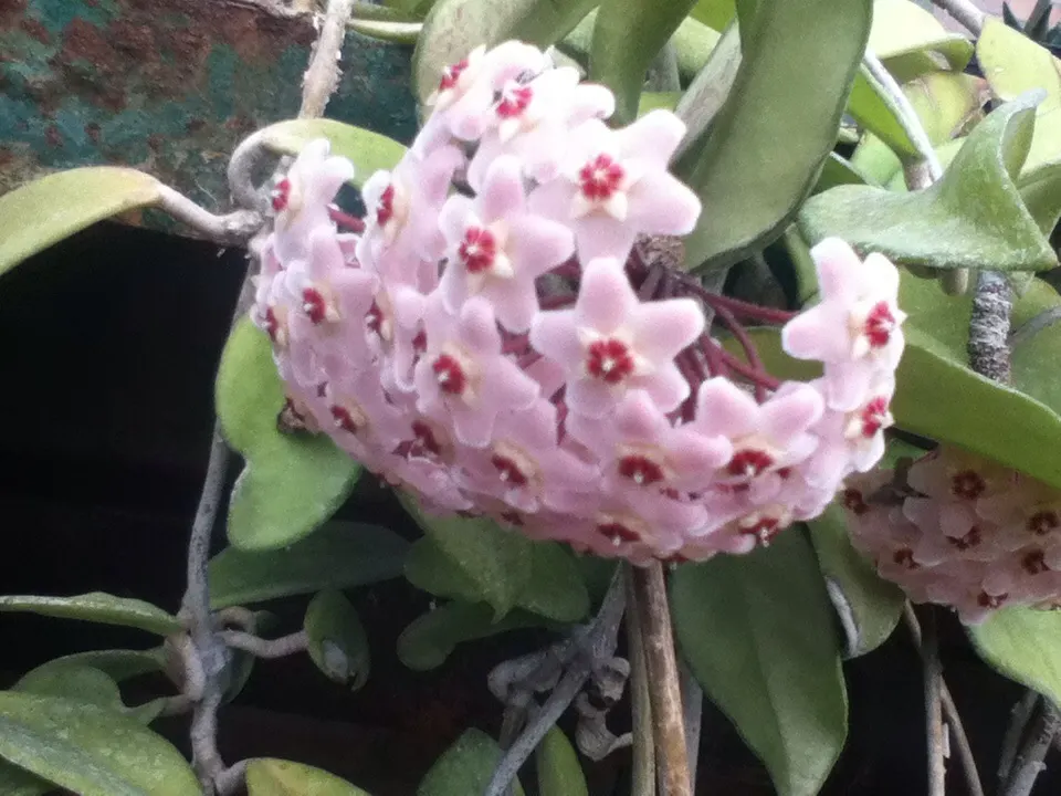 Wax Plant (Hoya Carnosa) — When mature, it can reach up to 3-6 feet in length, making it an ideal choice for trellises or hanging baskets