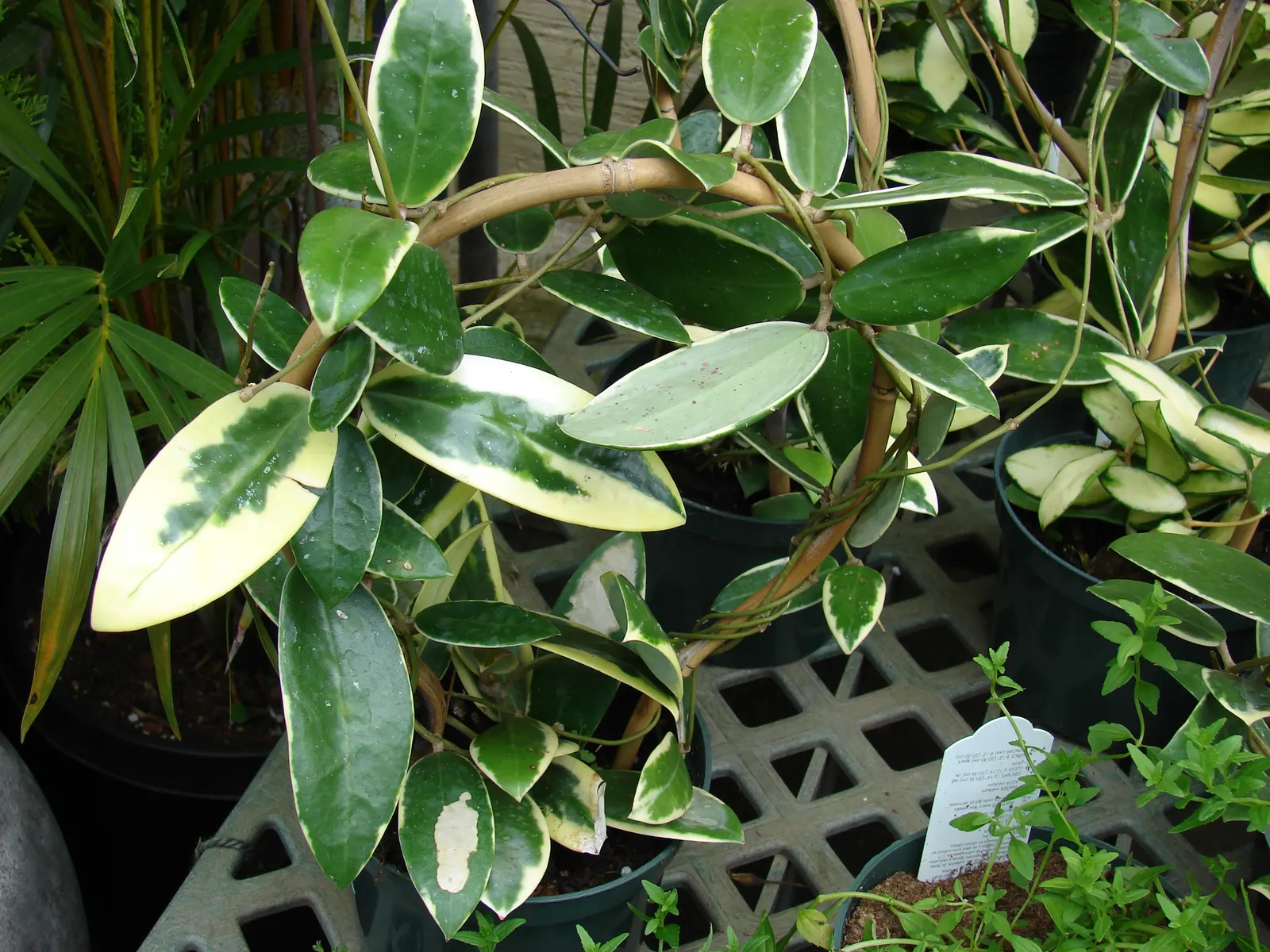 Wax Plant (Hoya Carnosa) — Its fragrant, porcelain blooms add a touch of tropical elegance to any interior or sheltered outdoor space; making it an, image 48