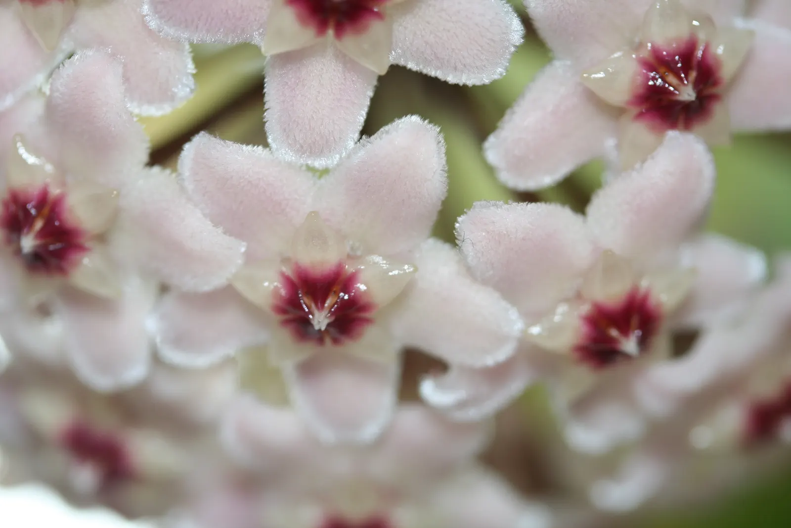 Wax Plant (Hoya Carnosa) — is an evergreen perennial with succulent qualities; the flowers are particularly striking due to their central coronas, image 65