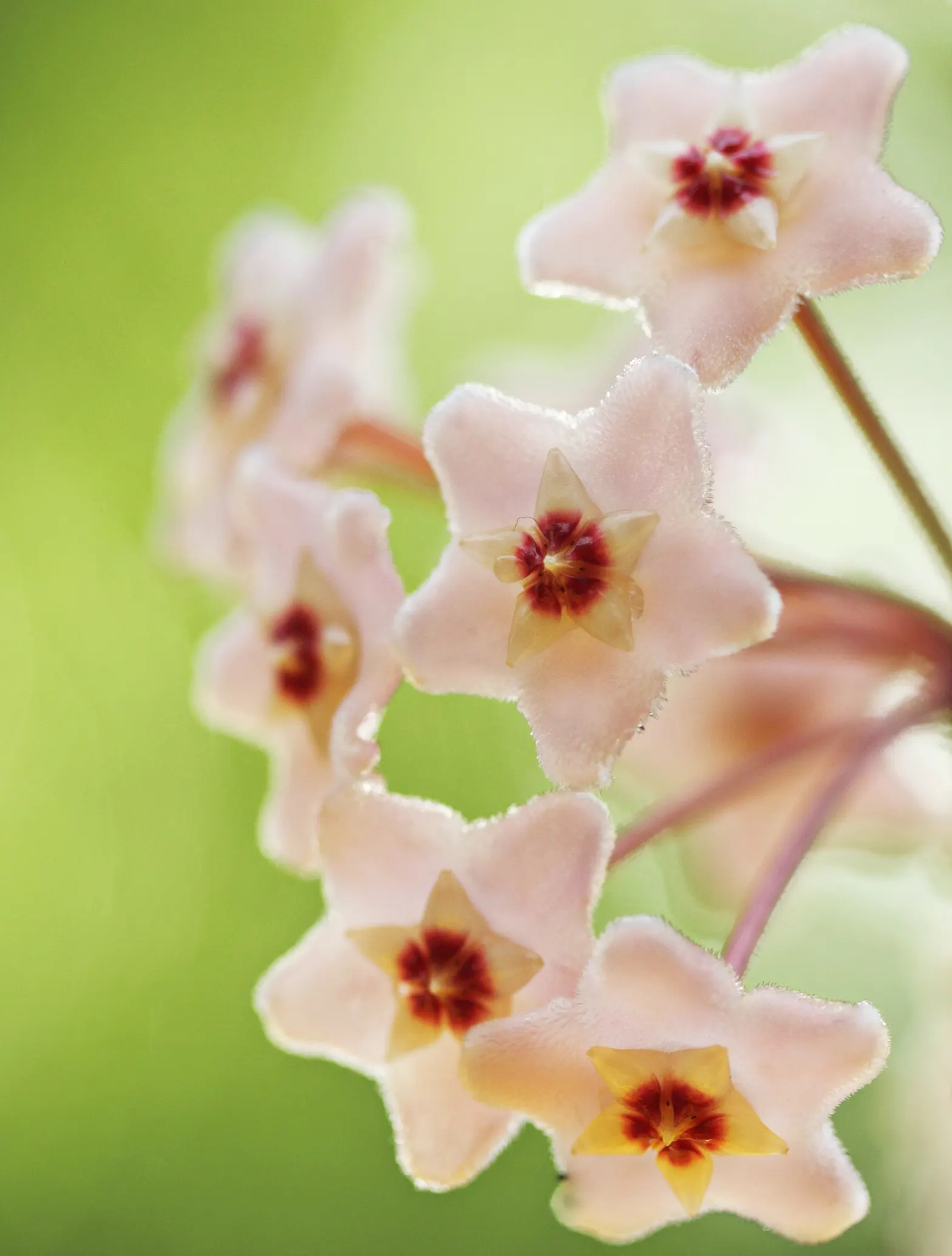Wax Plant (Hoya Carnosa) — which are light pink or red; making it an exceptional choice for both novice and experienced gardeners, image 75