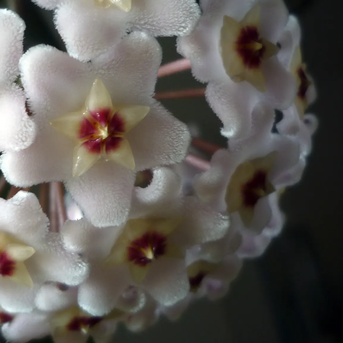 Wax Plant (Hoya Carnosa) — vine with white blooms; the flowers are particularly striking due to their central coronas