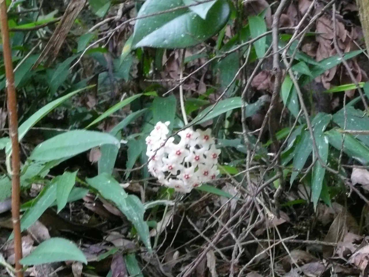 Wax Plant (Hoya Carnosa) — contrasting beautifully against the creamy petals; it thrives in well-draining soil and partial shade, requiring minimal water