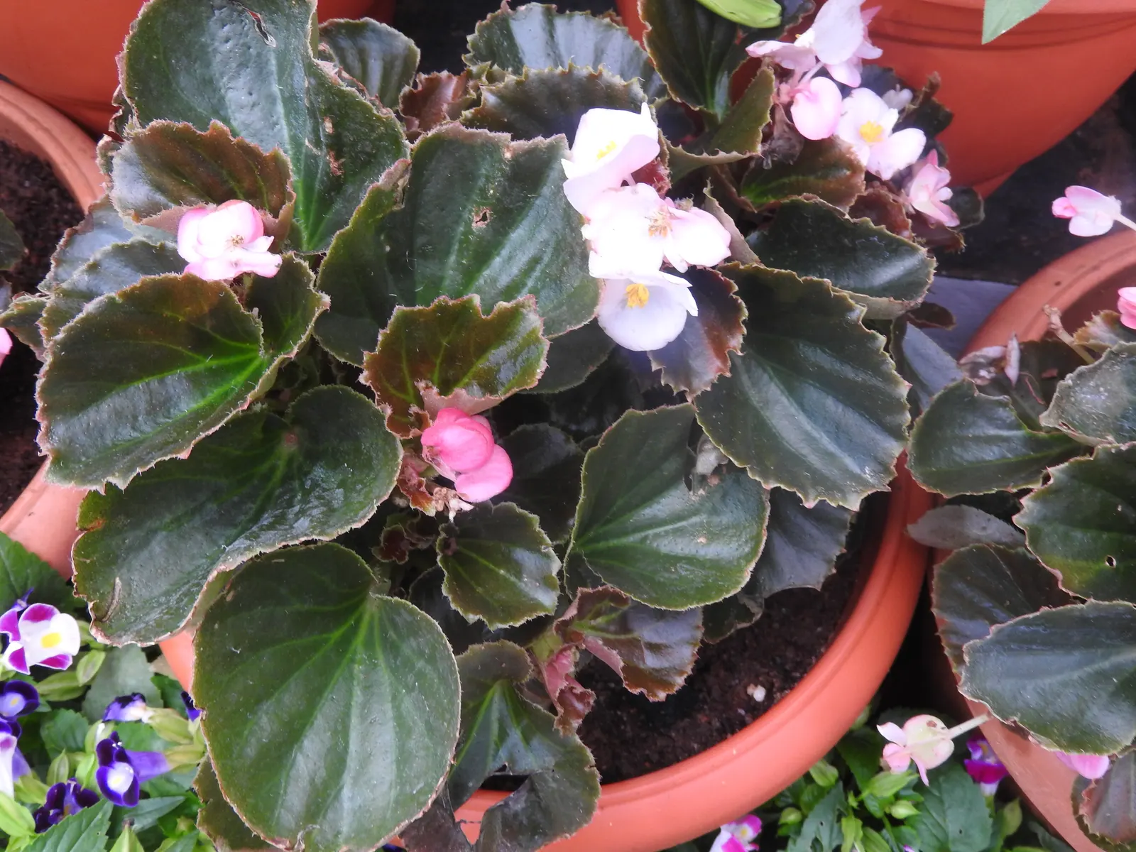 Wax Plant (Hoya Carnosa) — contrasting beautifully against the creamy petals; it thrives in well-draining soil and partial shade, requiring minimal, image 55
