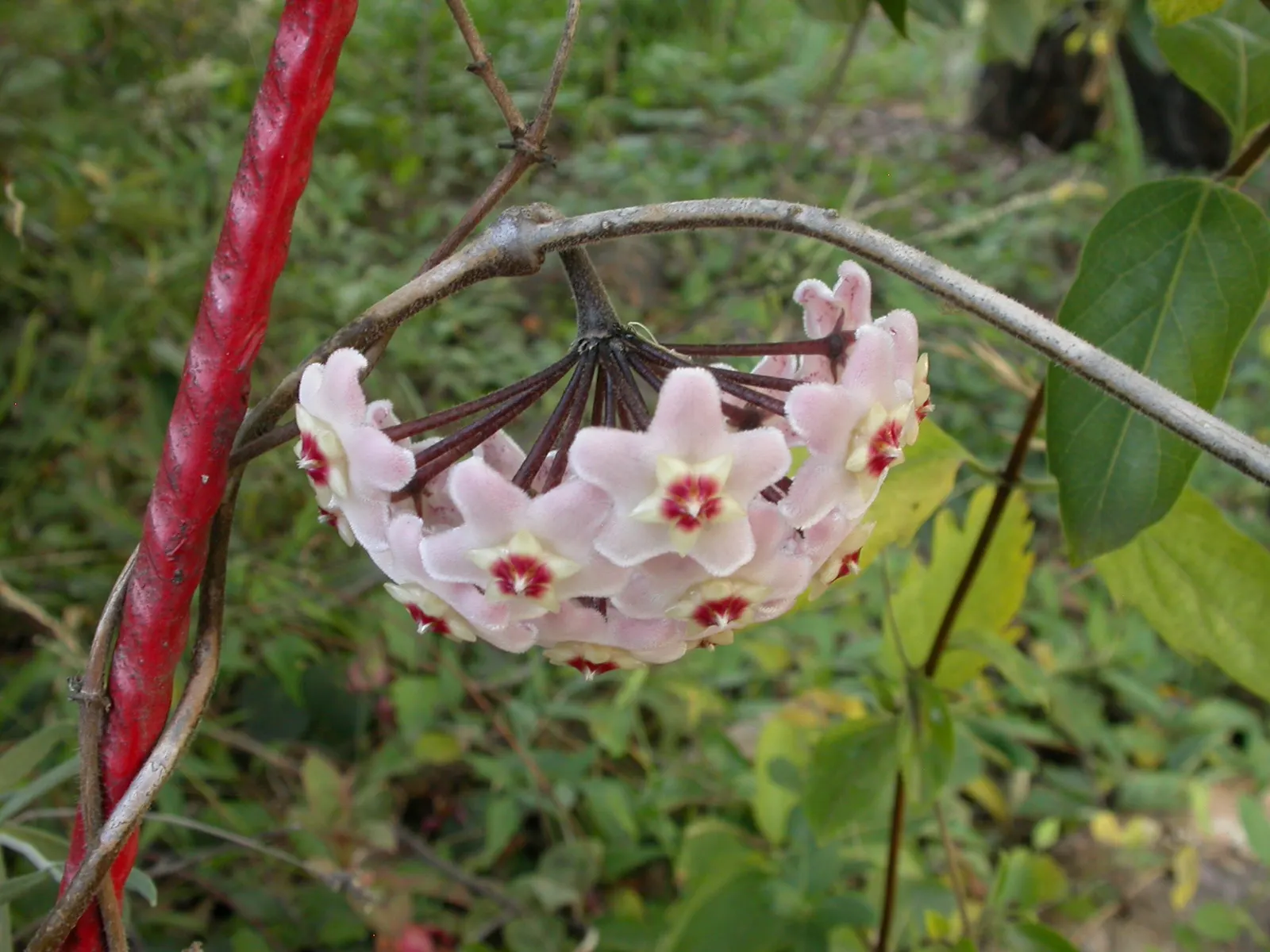Wax Plant (Hoya Carnosa) — contrasting beautifully against the creamy petals